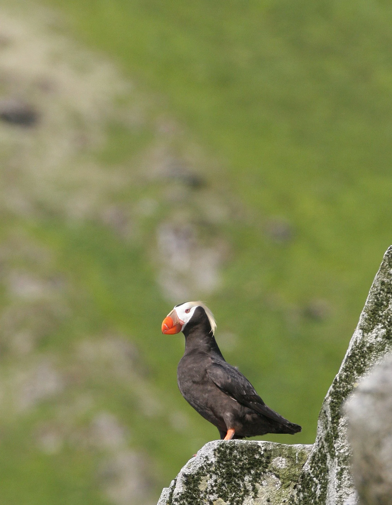 Fratercula cirrhata - TUFTED PUFFIN - COMMANDER ISLANDS (12).jpg