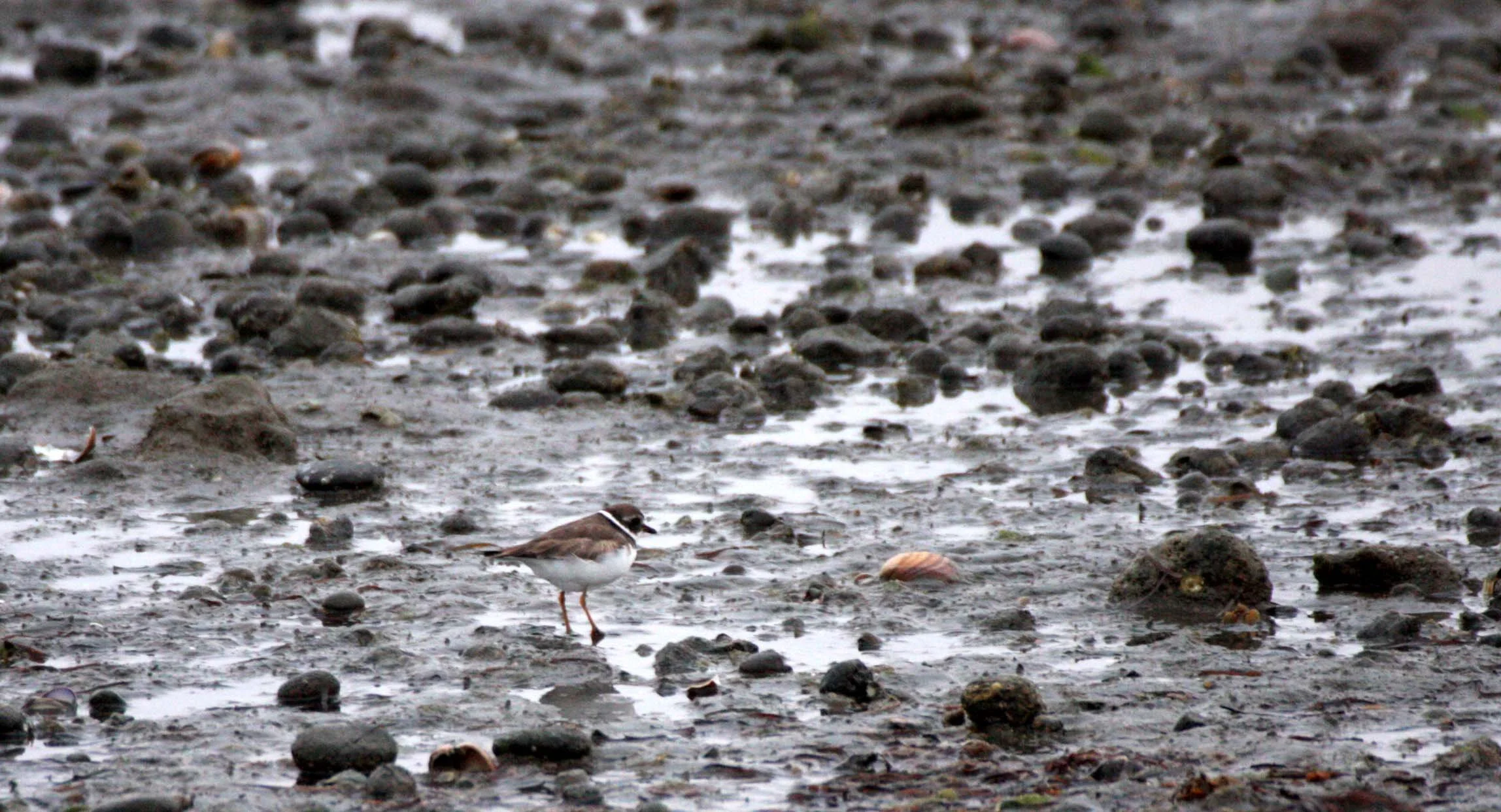 BIRD - PLOVER - SEMI-PALMATED PLOVER - SAN IGNACIO LAGOON BAJA MEXICO.JPG
