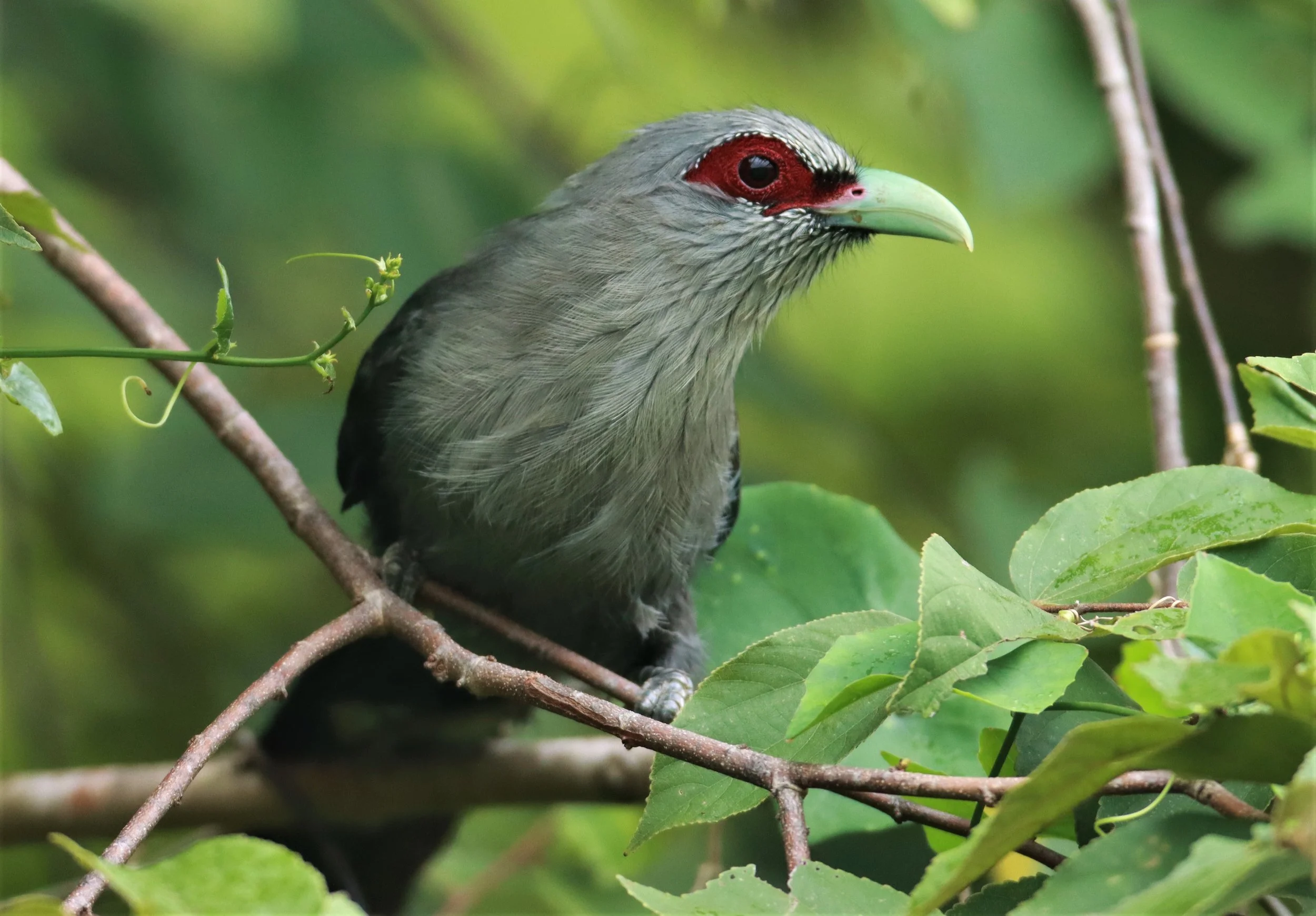 Green-billed Malkoha (Phaenicophaeus tristis) Nong Ya Plong Petchaburi Thailand (5).jpg
