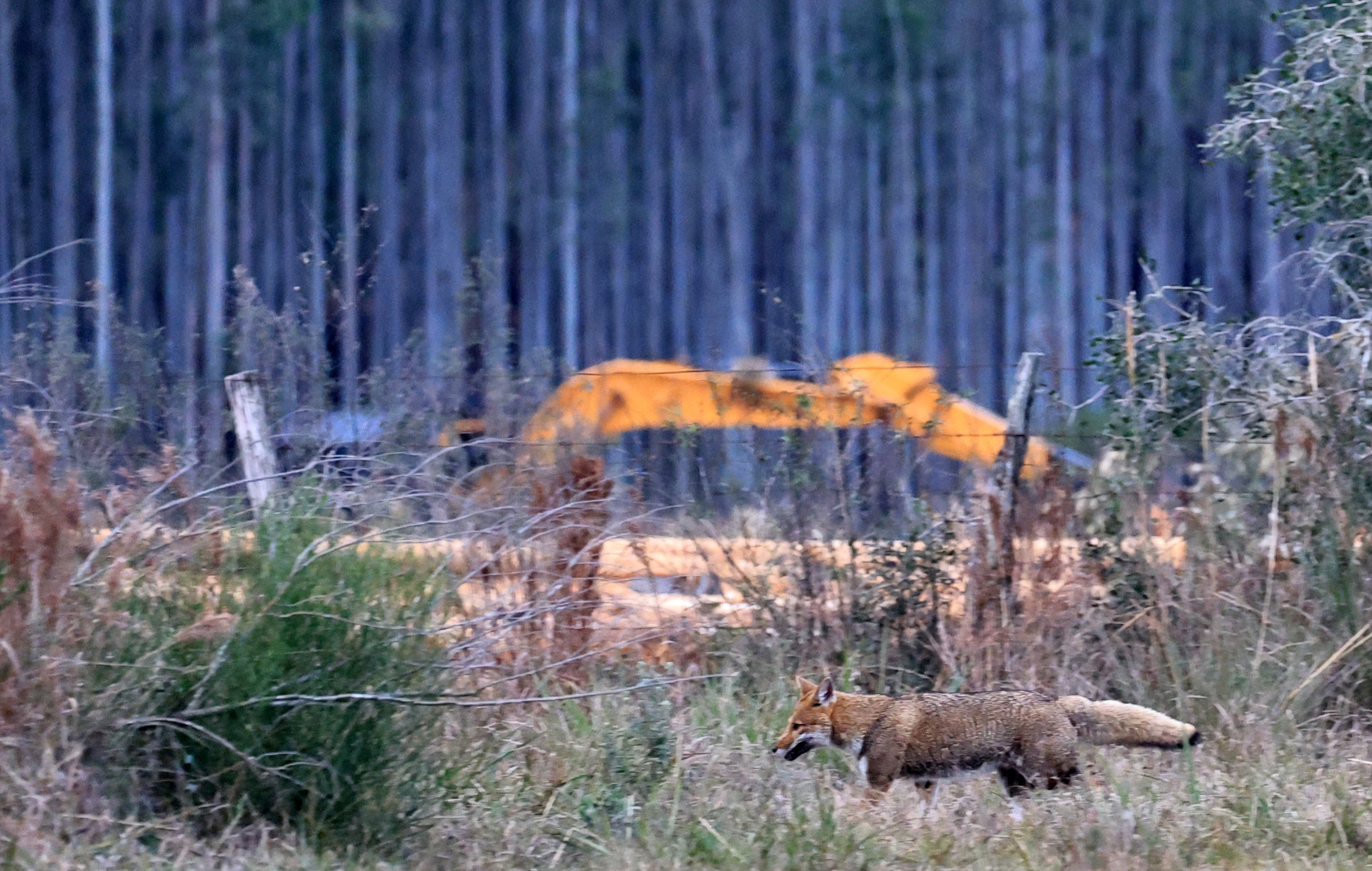 Pampas Fox (Lycalopex gymnocercus) El Palmar National Park, Entre Rios, Argentina (1).jpg