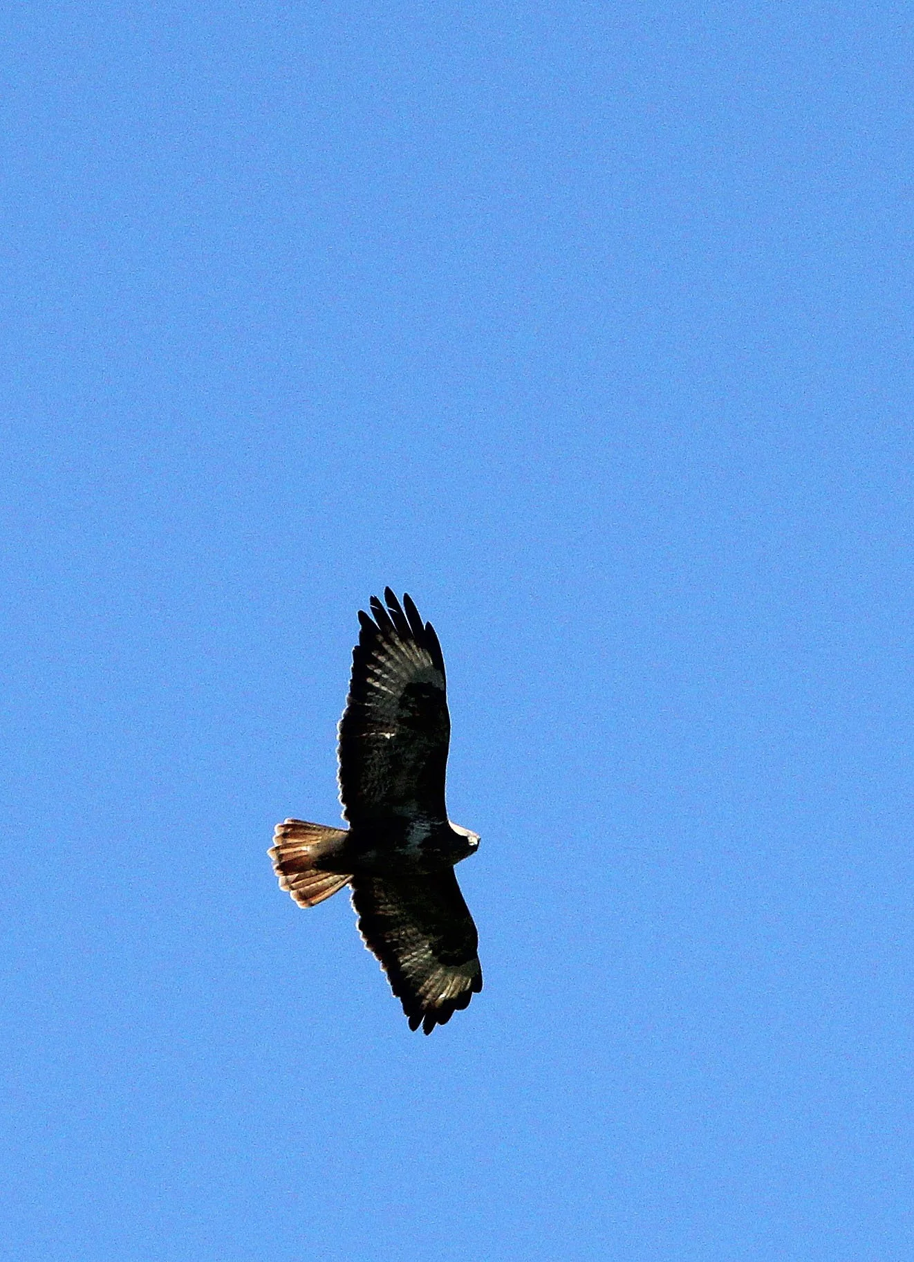 Hieraaetus pennatus - BOOTED EAGLE - DARK MORPH - FEIJIA NATIONAL PARK TUNISIA (3).JPG