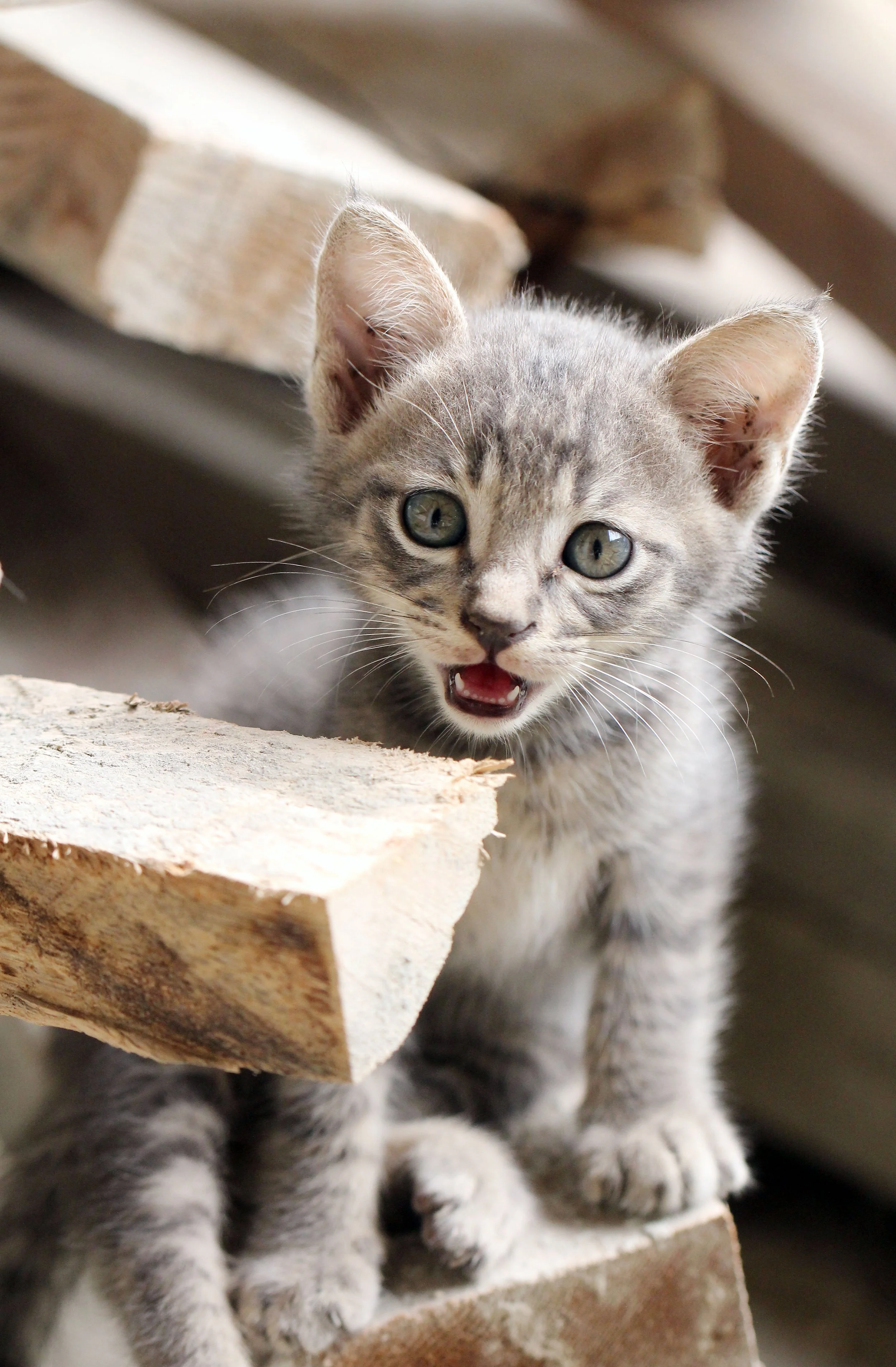 2015 Koh Lanta October Break Trip  (223).JPG