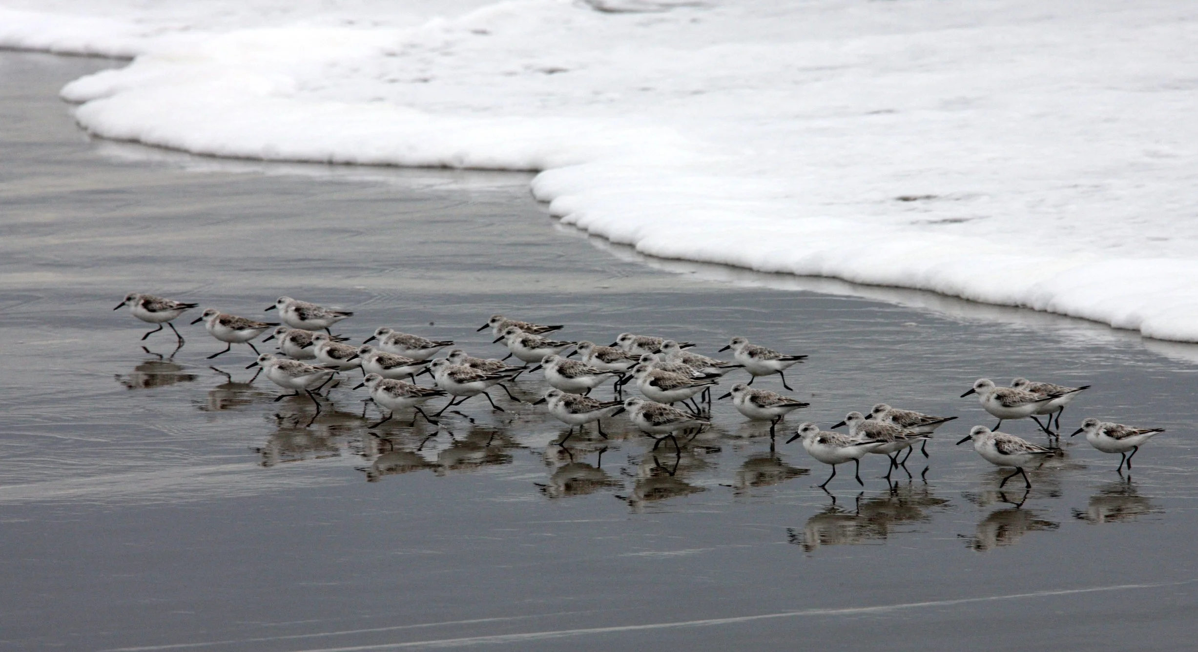 BIRD - SANDERLINGS - SUNSET BEACH STATE BEACH CALIFORNIA (6).JPG