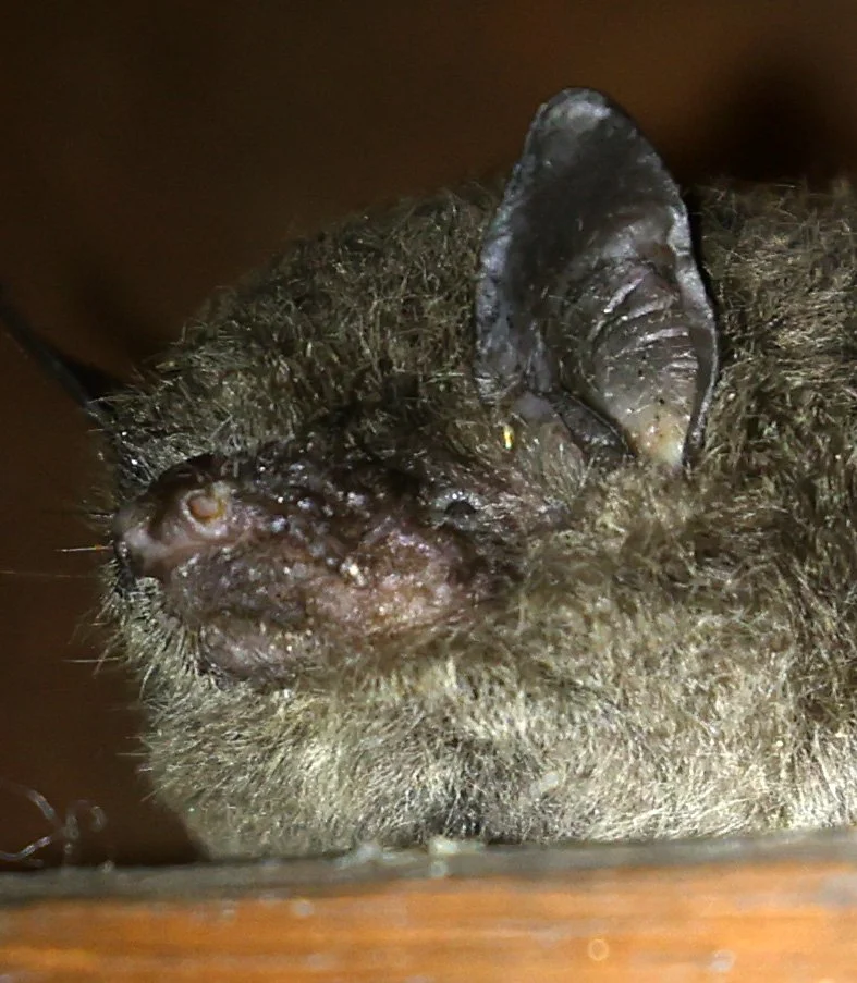 Large-footed or Southern Myotis (Myotis macropus) Hasties Swamp, Atherton Tablelands - Queensland 