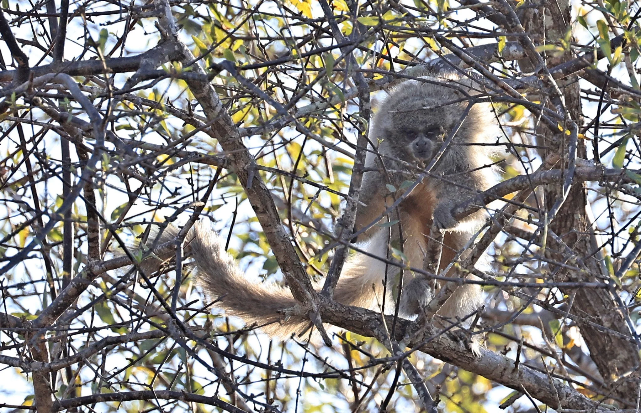 Chacoan or White-coated Titi (Callicebus pallescens) Agua Dulce Paraguay (16).jpg
