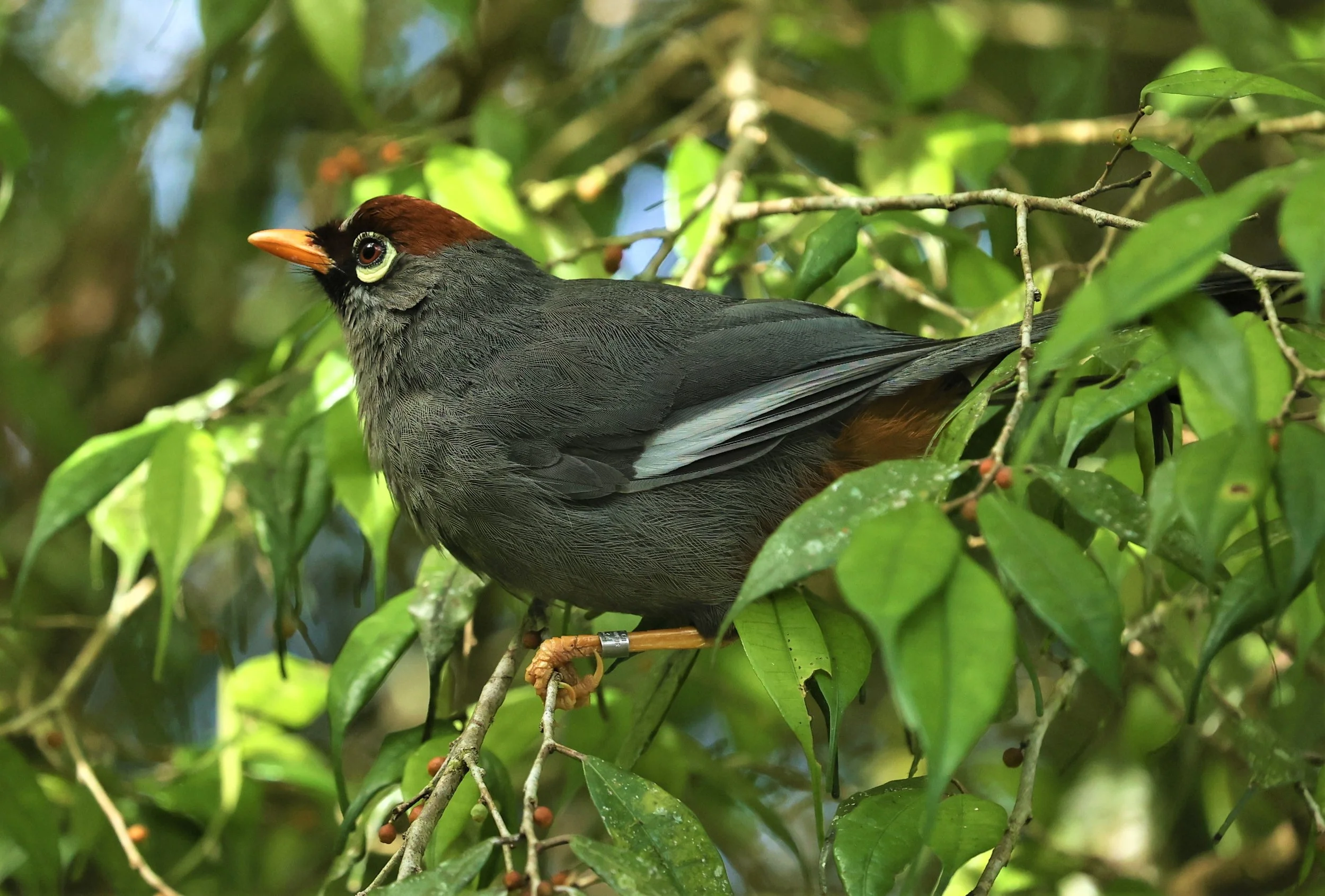 Pterorhinus mitratus - CHESTNUT-CAPPED LAUGHINGTHRUSH - FRASER'S HILL, MALAYSIA JUNE 2022 (15).jpg