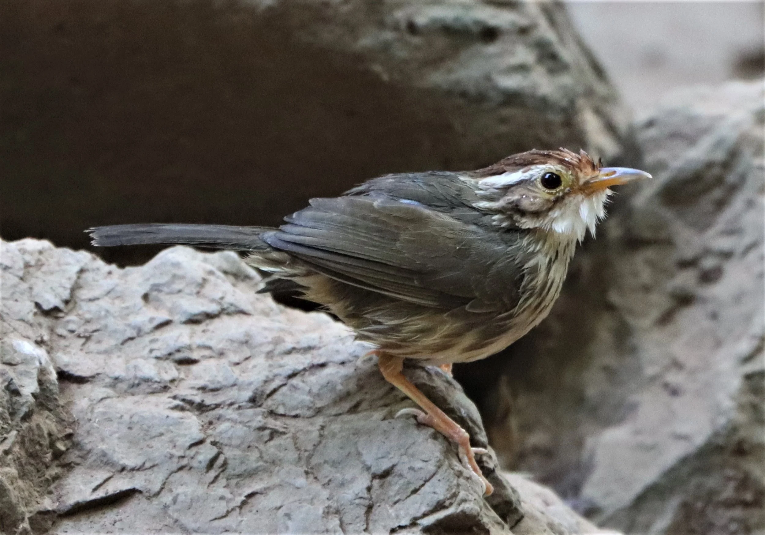 BABBLER - PUFF-THROATED BABBLER - Pellorneum ruficeps - NEUNG HIDE KAENG KRACHAN (6).jpg