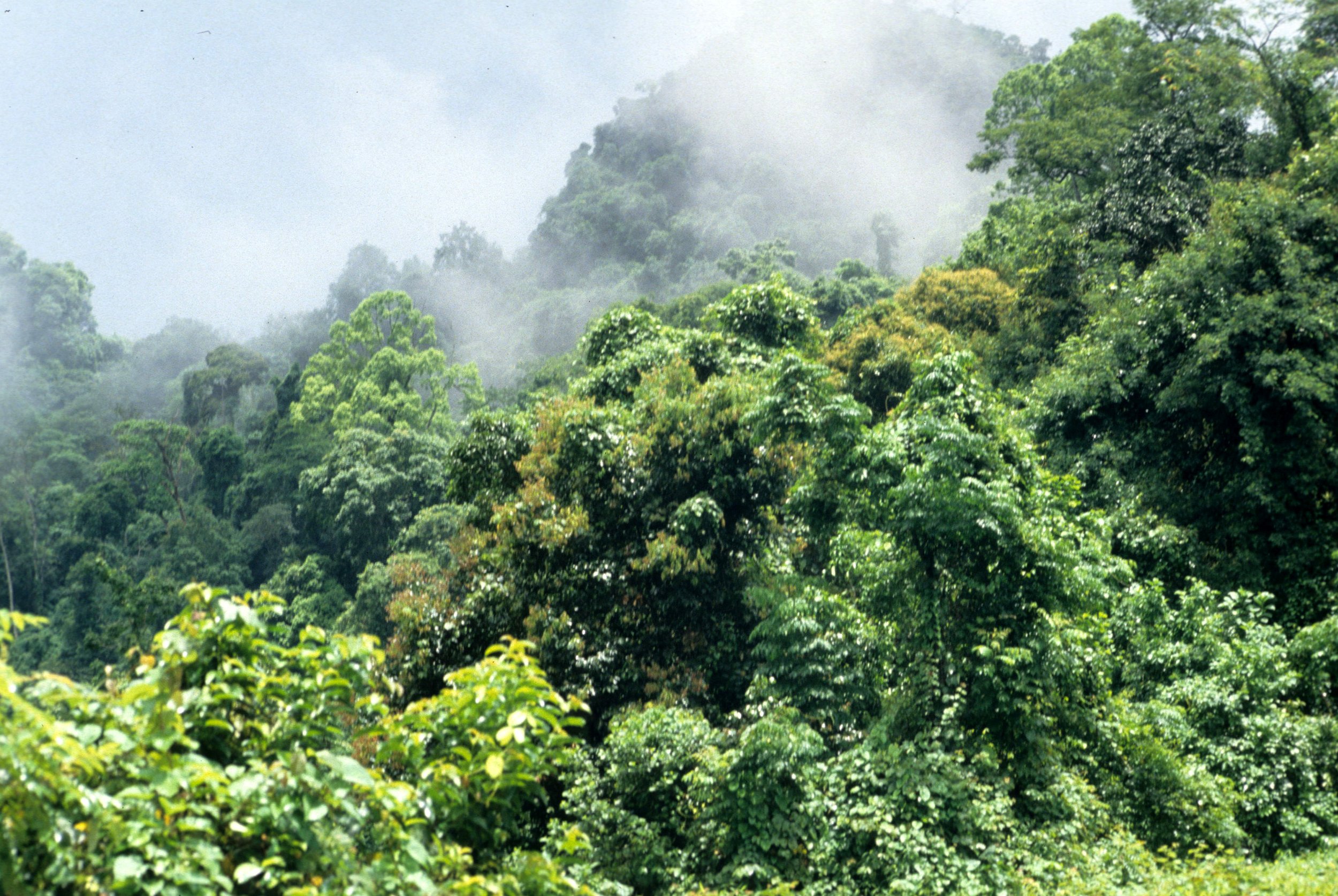 CUC PHUONG NATIONAL PARK - 1994 (3).jpg