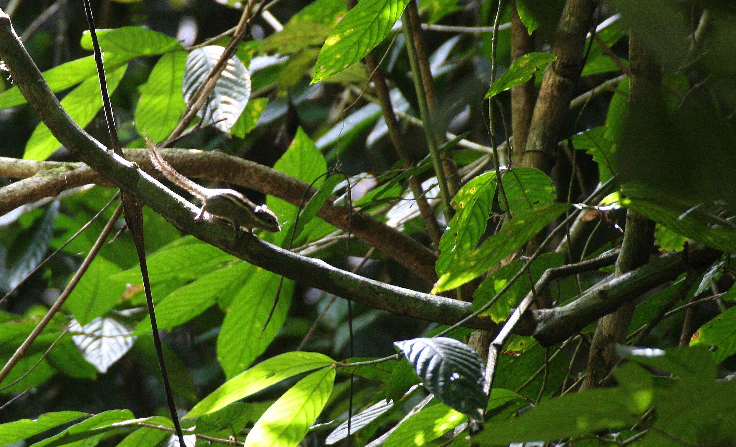 Tamiops mcclellandii - WESTERN STRIPED SQUIRREL - KRUNG CHIN NP THAILAND  (3).JPG