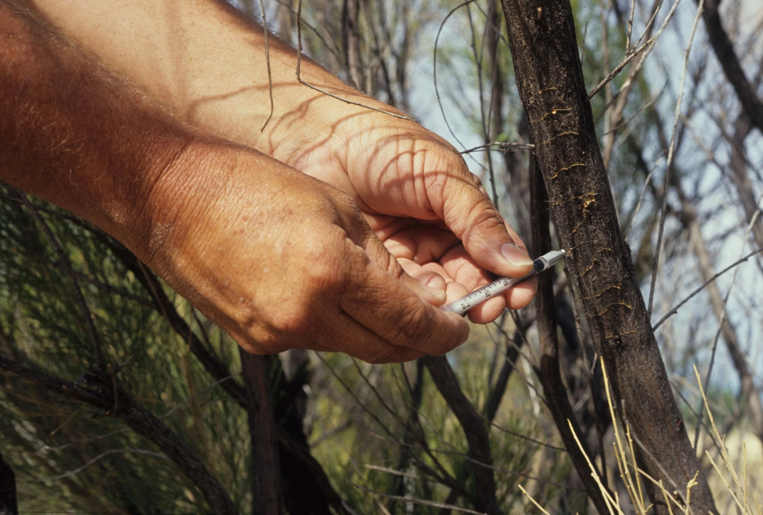 ARIZONA - MADERA CANYON - RESEARCH - DATA COLLECTION J.jpg
