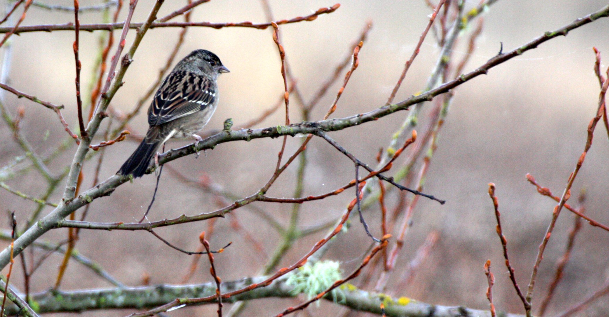 White-crowned Sparrow (Zonotrichia leucophrys) Sequim Dungeness Wetlands Olympic Peninsula (4).JPG