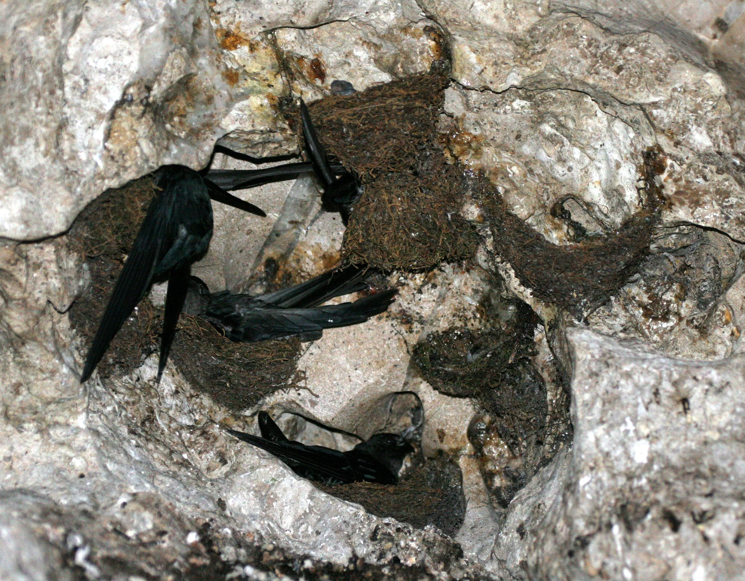 Black-nest Swiftlet (Collocalia maxima) Gamontong Caves Borneo (12).JPG