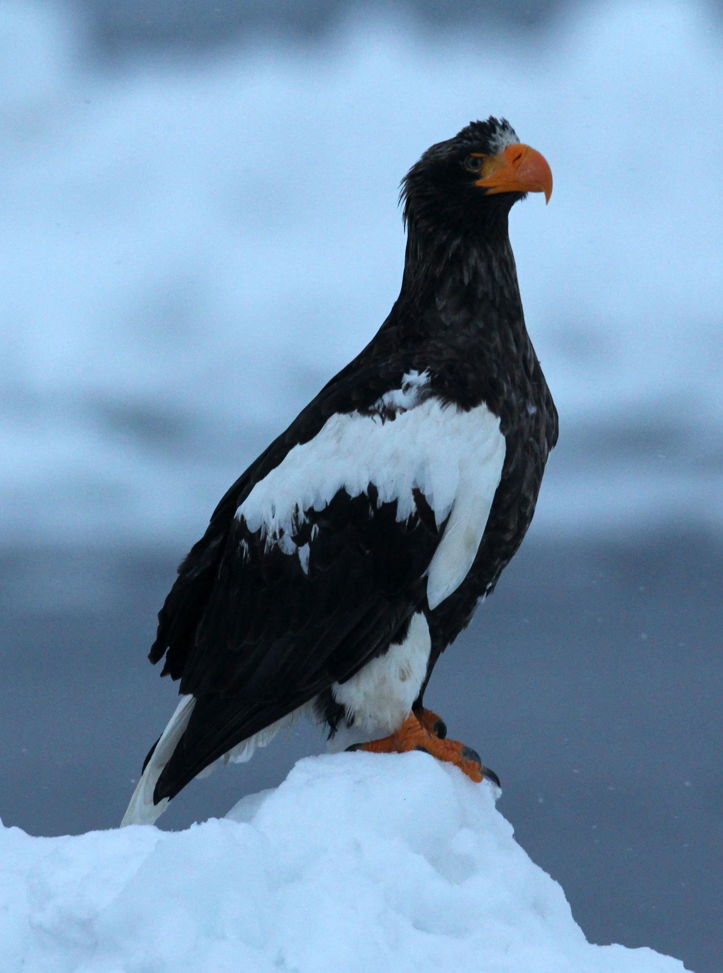 Haliaeetus pelagicus - STELLER'S SEA EAGLE - RAUSU, SHIRETOKO PENINSULA, HOKKAIDO JAPAN (229).JPG