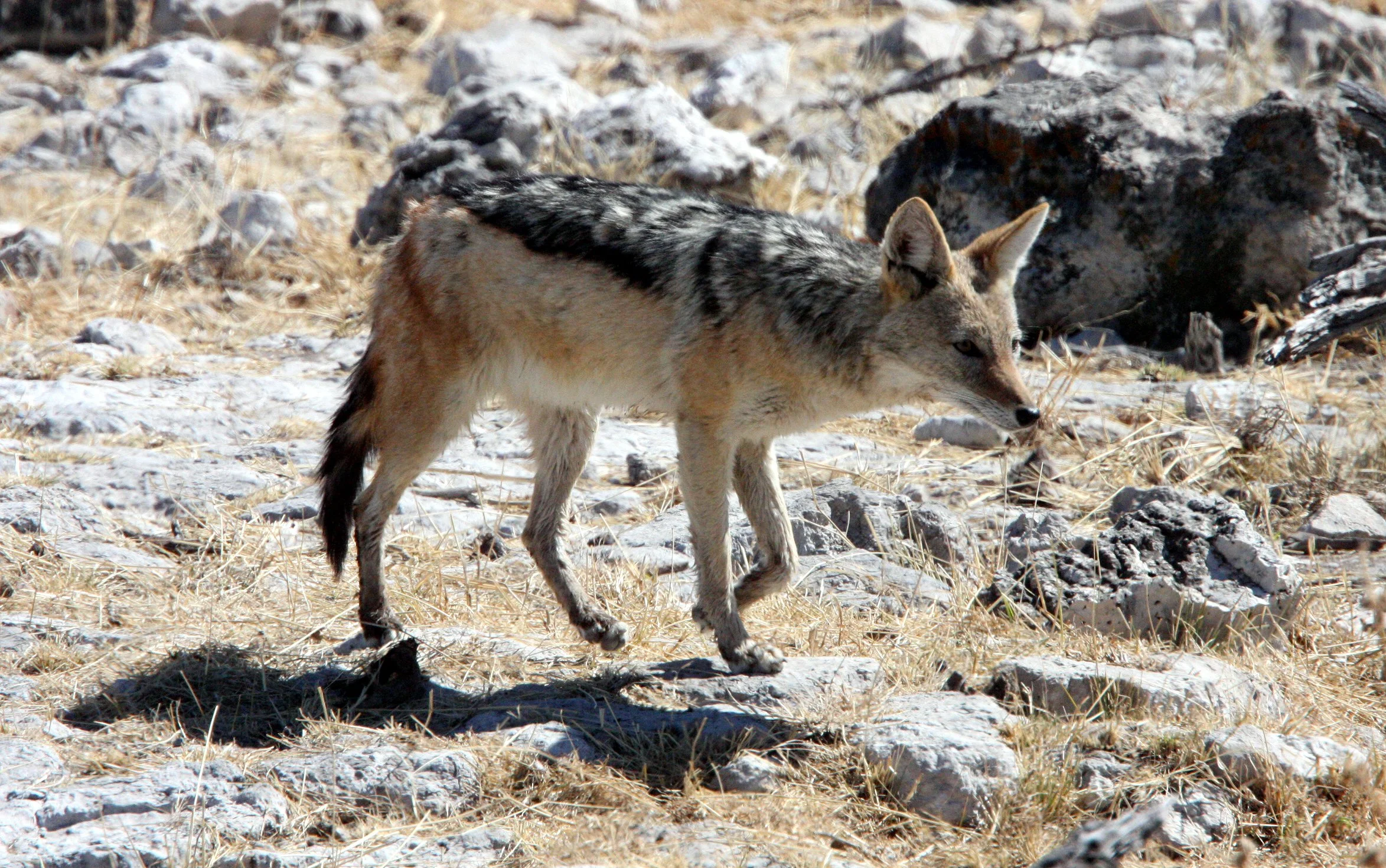 JACKAL - Lupulella mesomelas mesomelas - CAPE BLACK-BACKED JACKAL - ETOSHA NATIONAL PARK NAMIBIA (12).JPG
