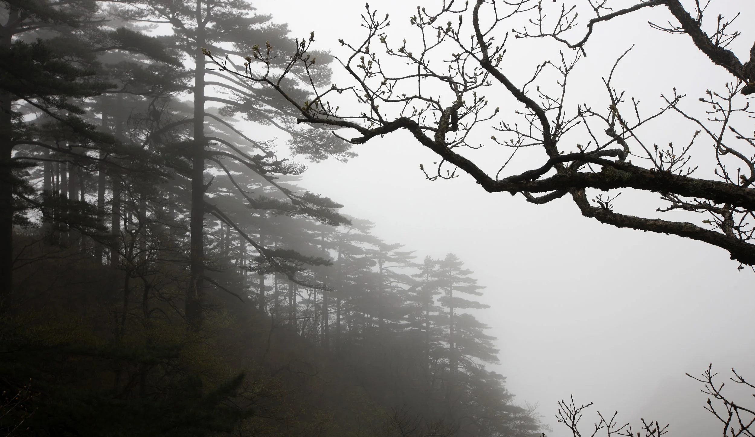 HUANGSHAN NATIONAL PARK ANHUI PROVINCE CHINA (208).JPG