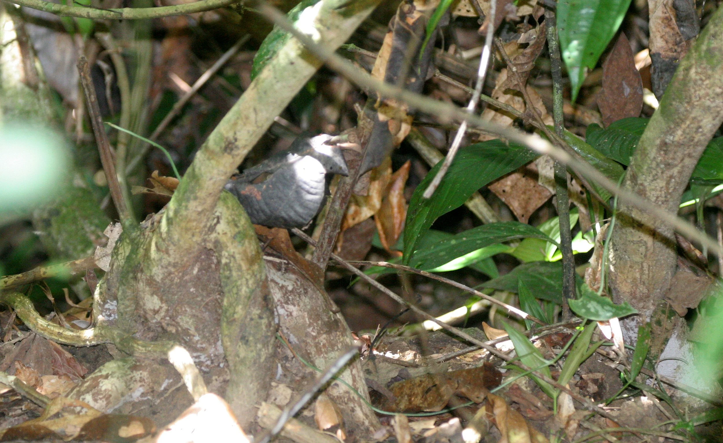 TABIN WILDLIFE RESERVE BORNEO - SOM'S PITTA SIGHTING.JPG