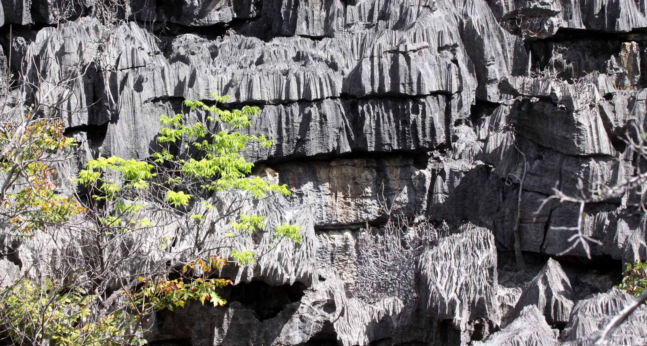 ANKARANA NATIONAL PARK MADAGASCAR - TSINGY FOREST (51).JPG