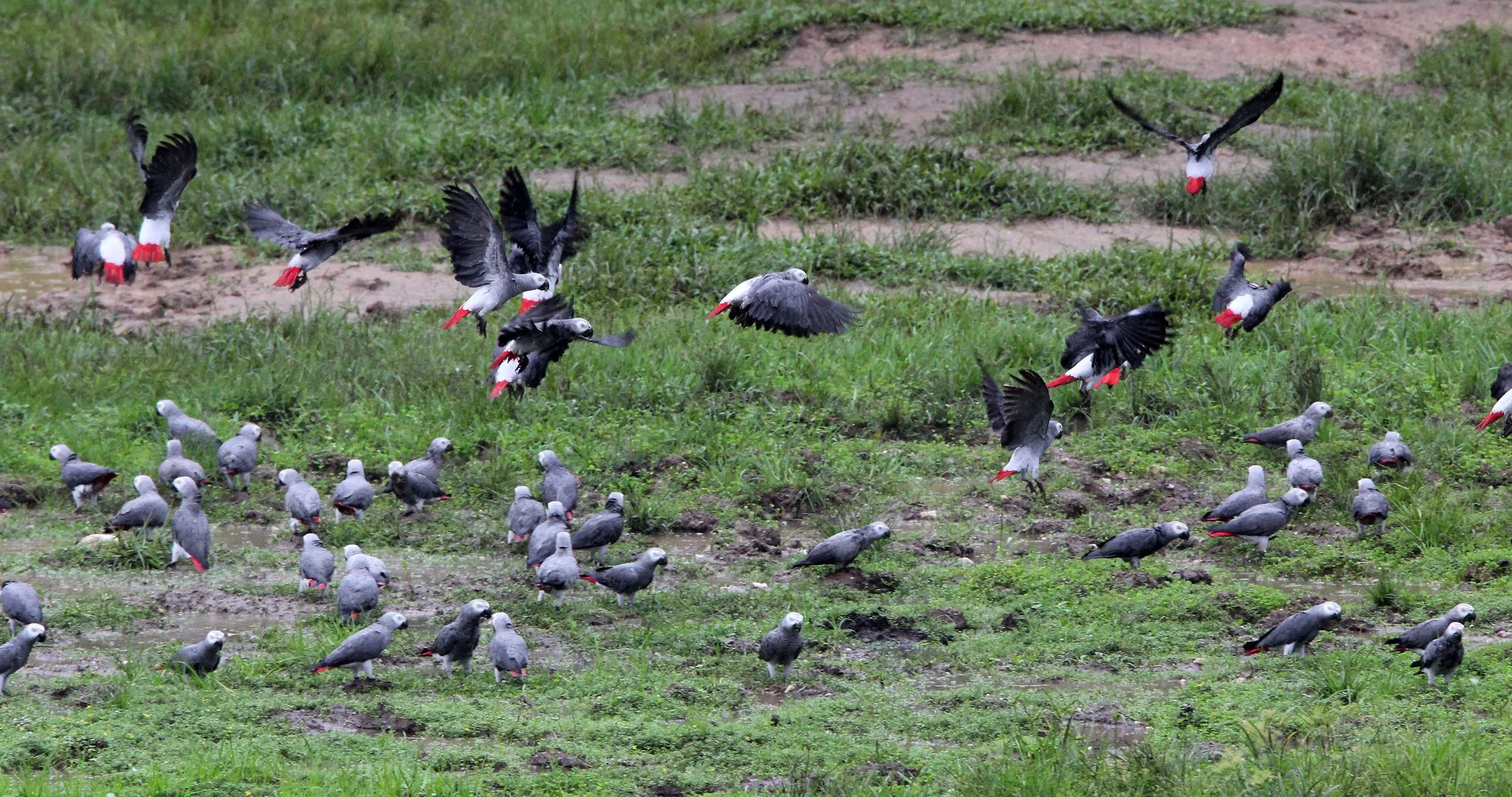 BIRD - PARROT - AFRICAN GREY PARROT - DZANGA BAI - DZANGA NDOKI NP CENTRAL AFRICAN REPUBLIC (17).JPG