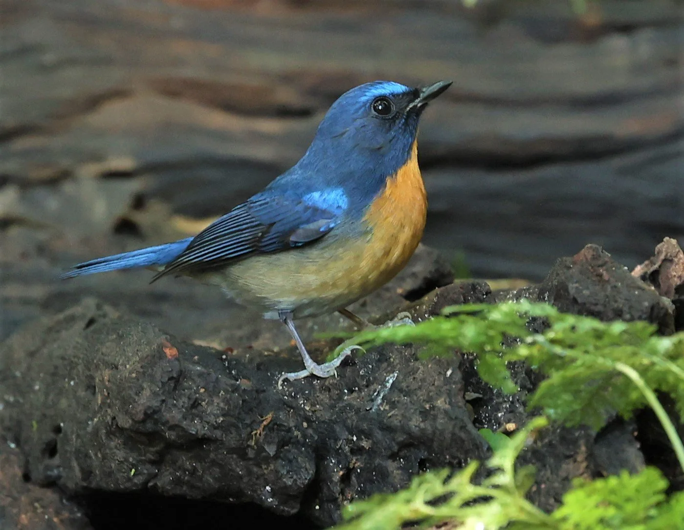 FLYCATCHER - CHINESE BLUE FLYCATCHER - Cyornis glaucicomans - PETCHABURI PROVINCE - NUY HIDE NEAR KAENG KRACHAN JAN 2022 (4).jpg