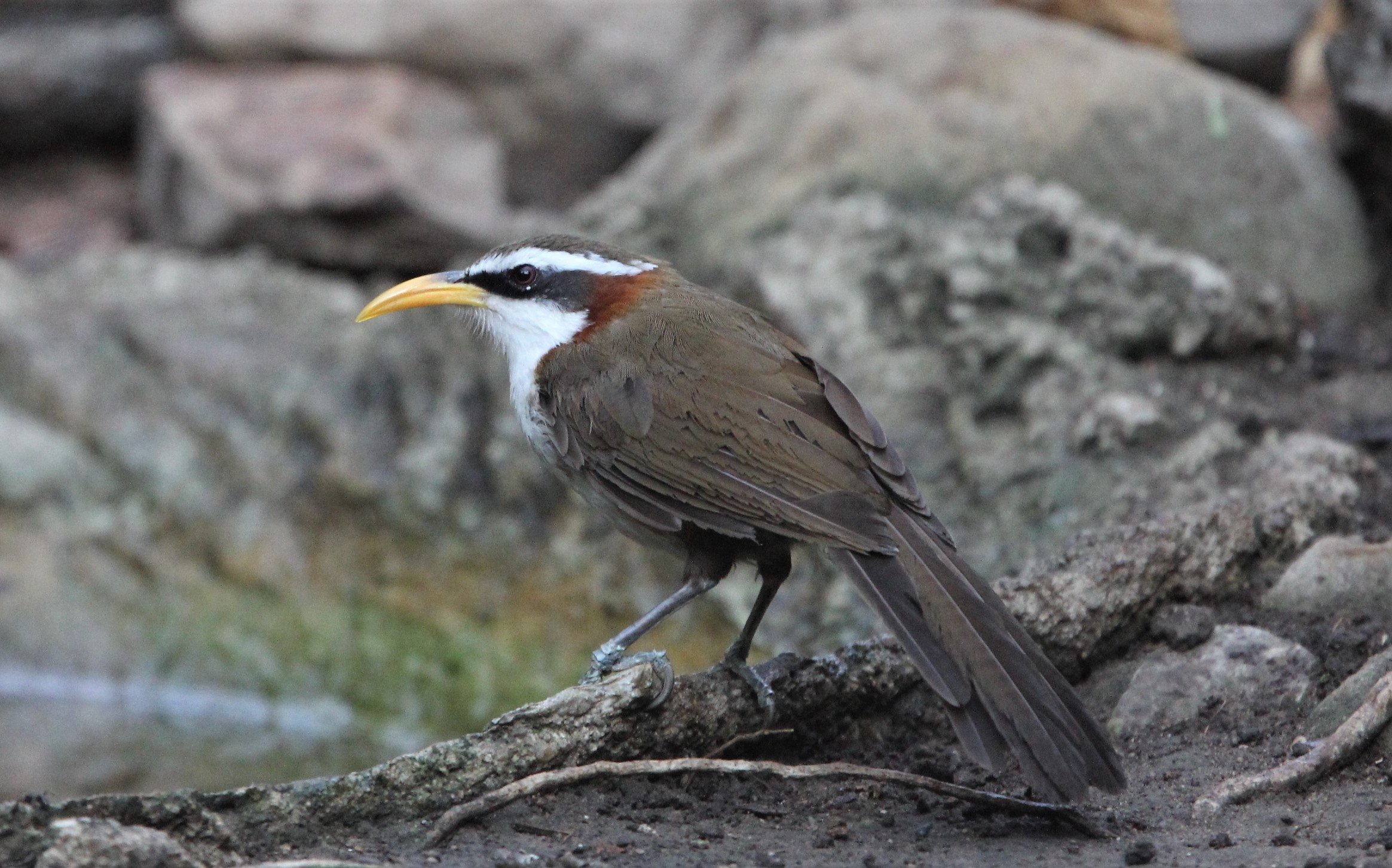 SCIMITAR BABBLER - WHITE-BROWED SCIMITAR BABBLER - Pomatorhinus schisticeps - KAENG KRACHAN  LUNG SIN HIDE (7).jpg