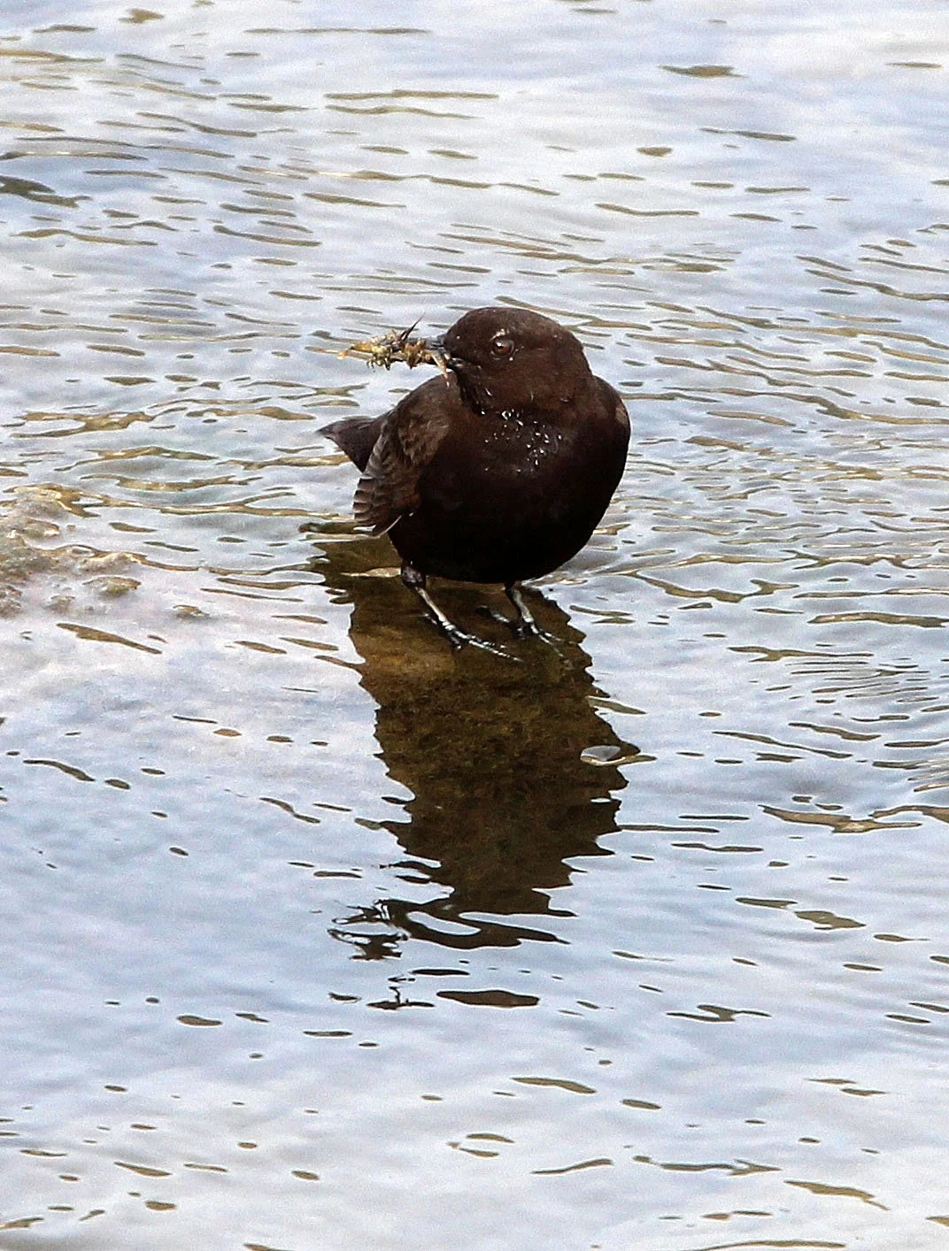 Brown dipper (Cinclus pallasii) Foping City Shaanxi China (6).JPG