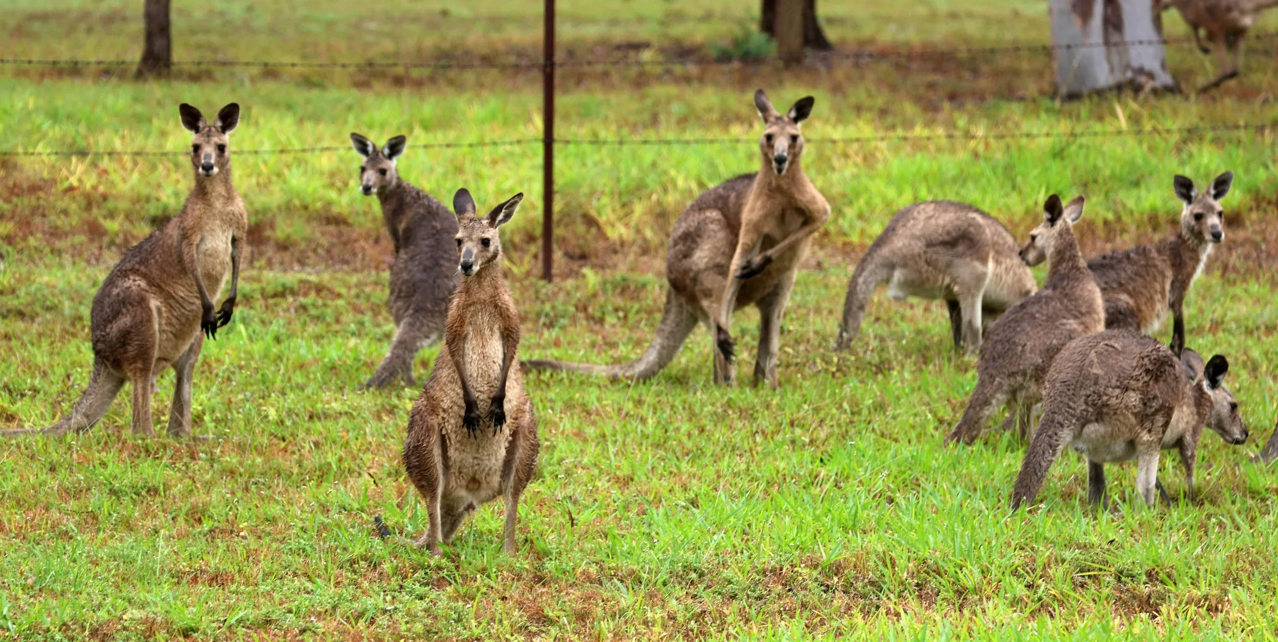 Eastern Grey Kangaroo (Macropus giganteus giganteus) Ravenshoe - Queensland