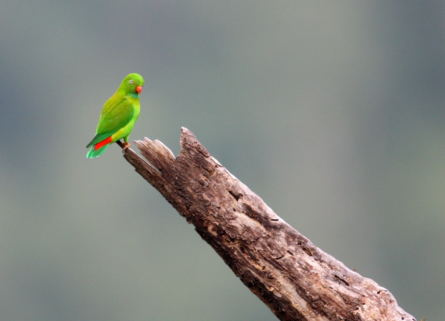 BIRD - PARROT - VERNAL HANGING PARROT - KAENG KRACHAN NP THAILAND (25).JPG