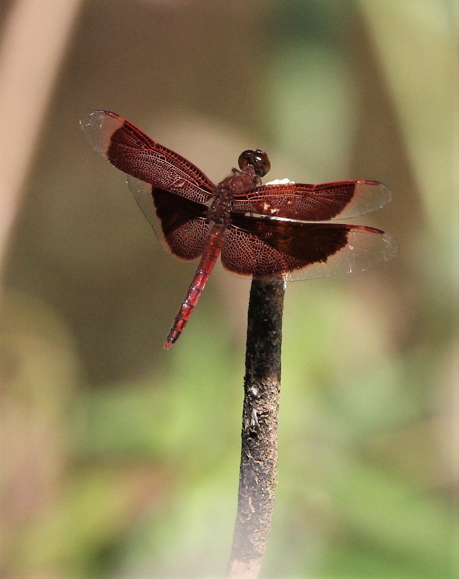 Red grasshawk dragonfly, also known as a common parasol (Neurothemis fluctuans). 