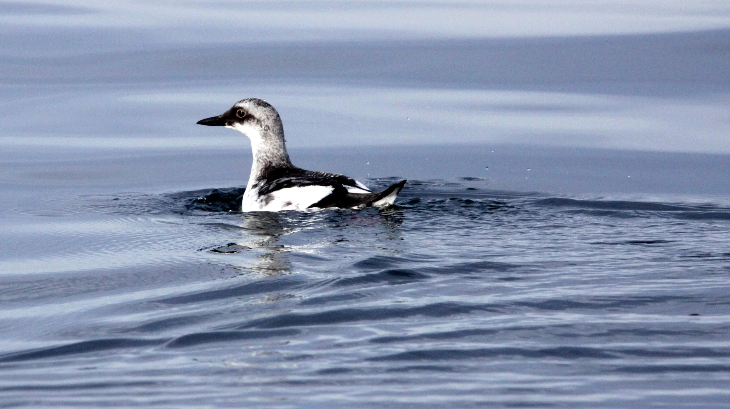 Cepphus columba adiantus - PIGEON GUILLEMOT - PORT ANGELES HARBOR WA (2).JPG