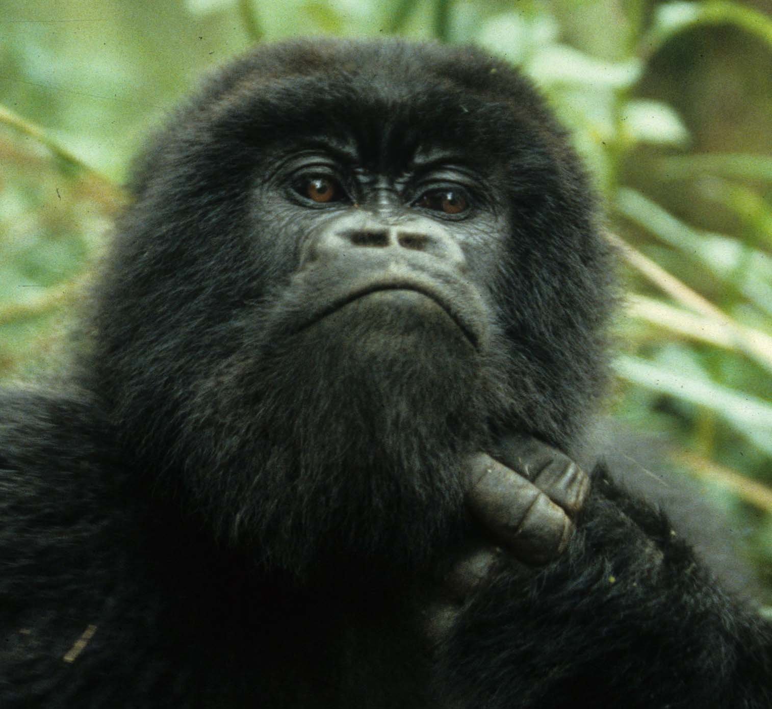 PRIMATE - GORILLA-RWANDA PARC DU VULCANS (84).jpg
