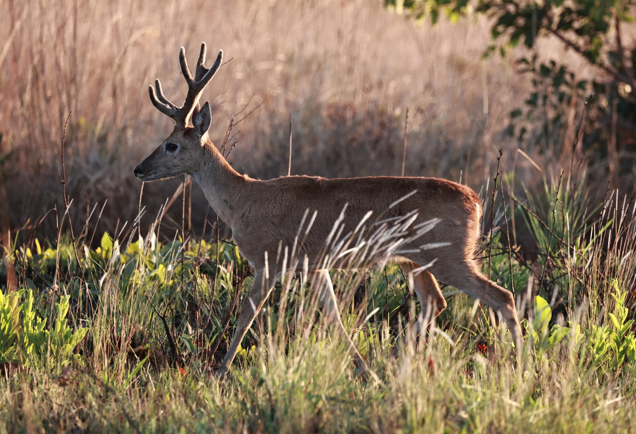 Ozotoceros bezoarticus bezoarticus - Pampas Deer -  Emas National Park, Goias Brazil (47).JPG