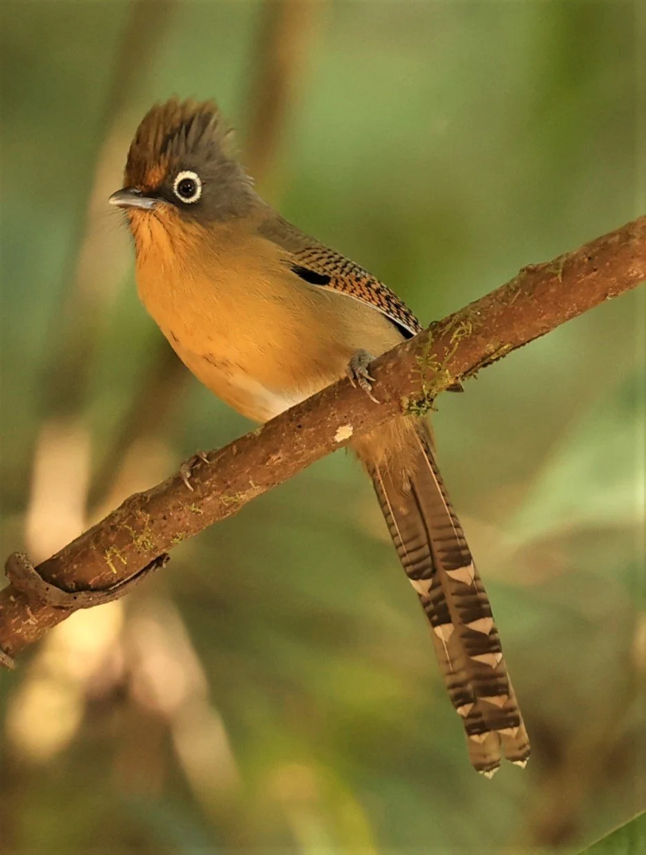 BARWING - SPECTACLED BARWING - Actinodura ramsayi - DOI LANG EAST DOI PHA HOM POK NP, DECEMBER 2021 (7).jpg