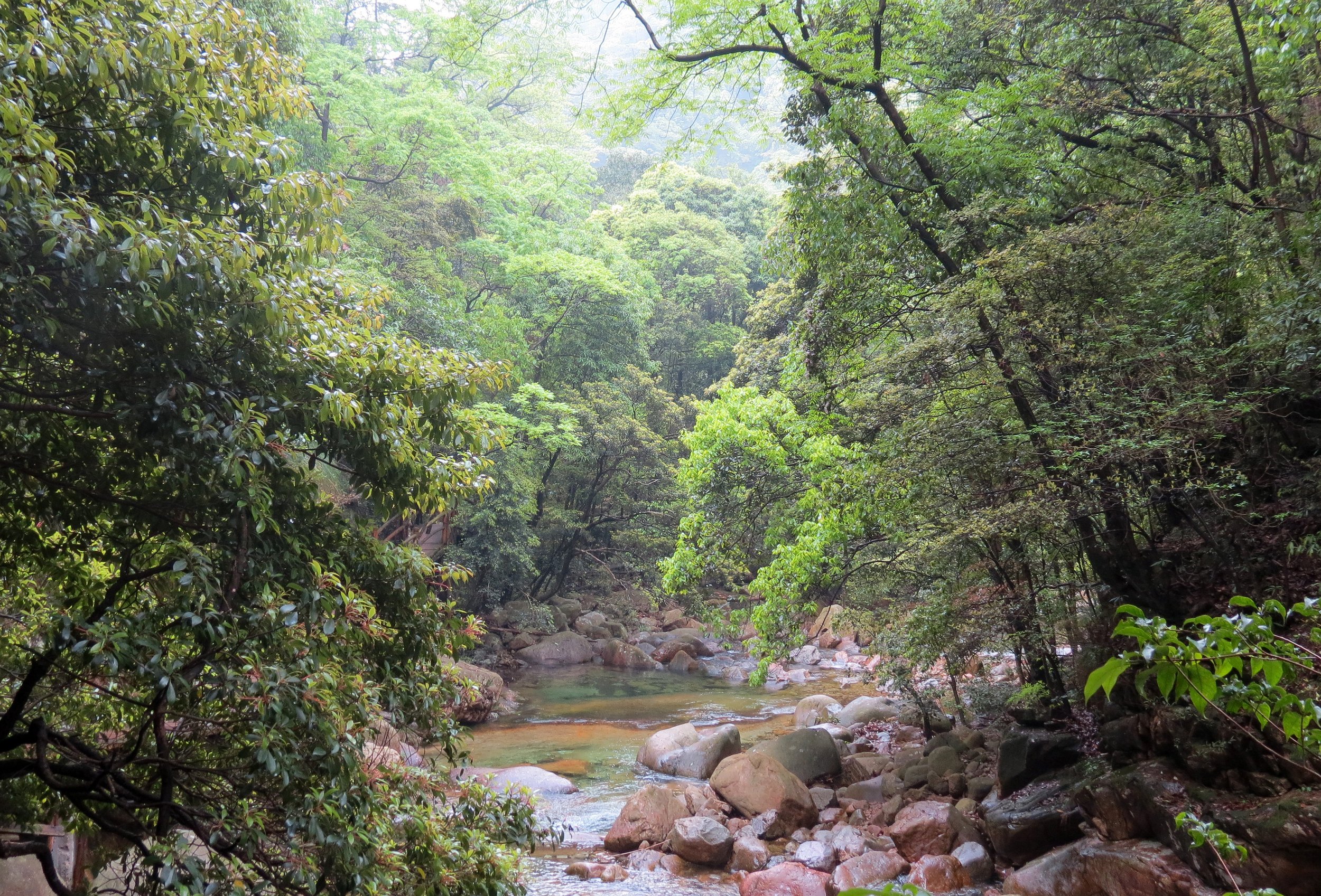 GUNIUJIANG NATURE RESERVE - ANHUI PROVINCE CHINA (74).JPG