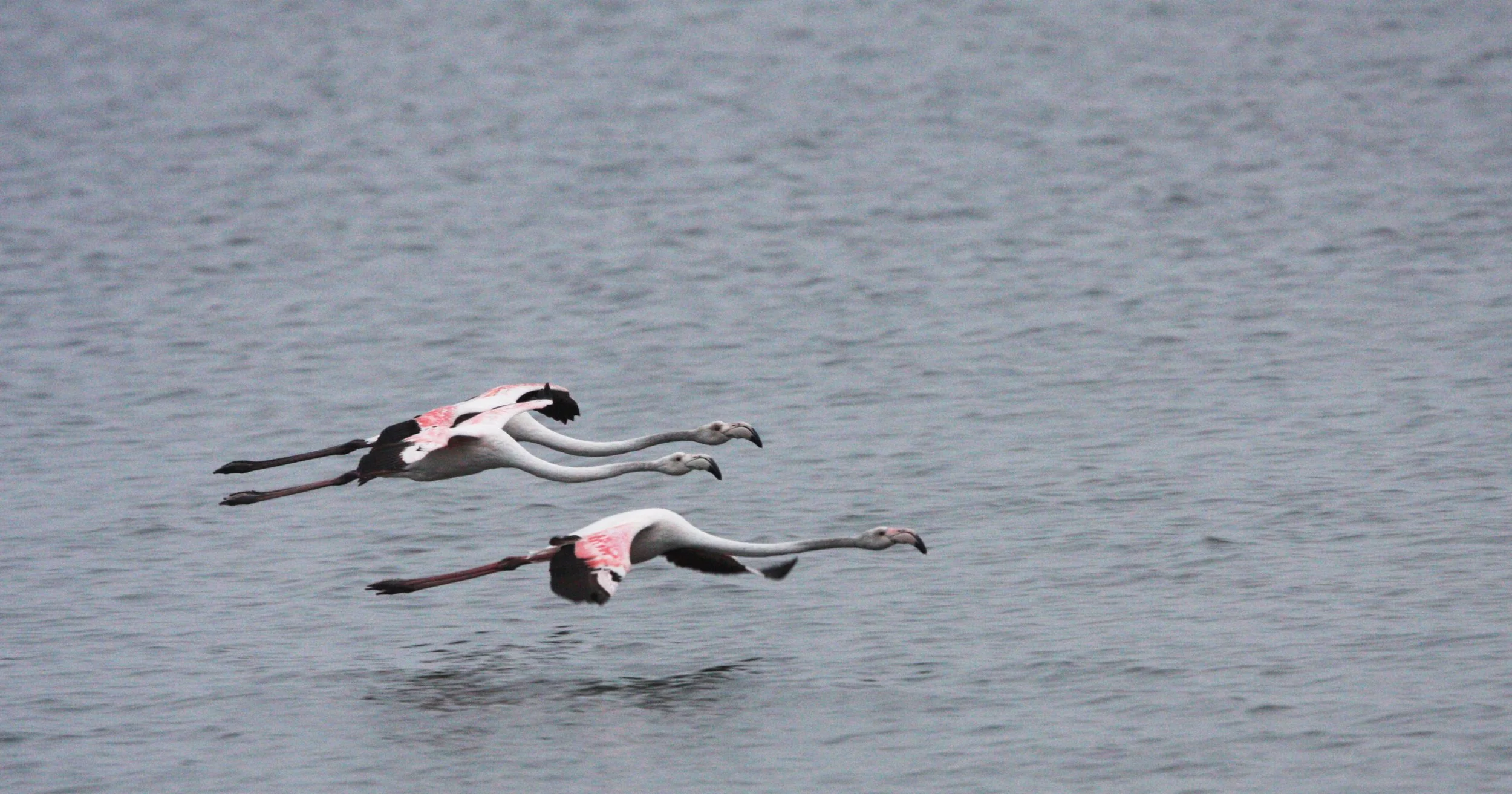 Phoenicopterus roseus - Greater Flamingo - Walvis Bay Namibia (44).JPG