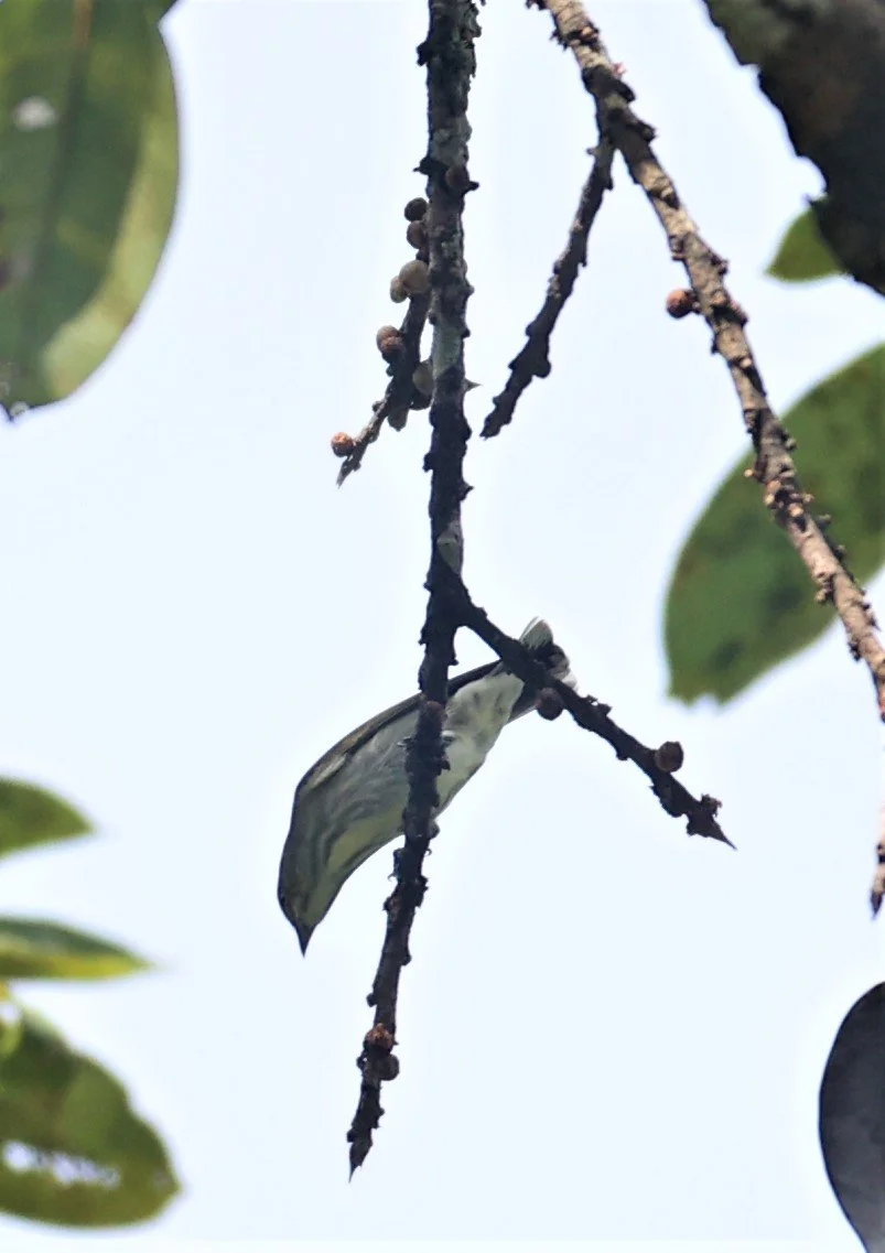 FLOWERPECKER - THICK-BILLED FLOWERPECKER - Dicaeum agile -  KAENG KRACHAN  (12).jpg