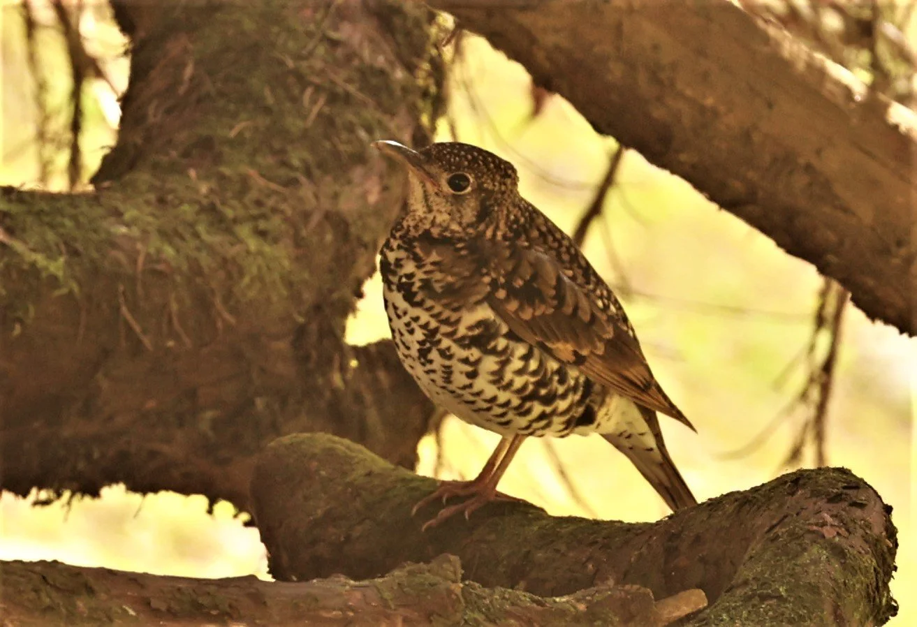 Scaly Thrush (Zoothera dauma) Doi Ang Kang Chiang Mai (5).jpg