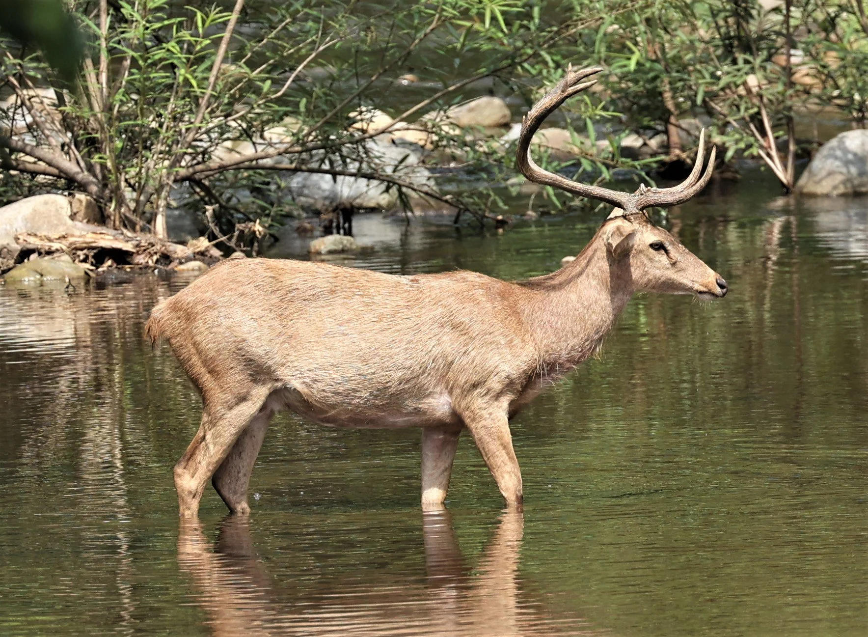 Eld's deer (Rucervus eldii siamensis or Panolia eldii siamensis) with its very unique rack.