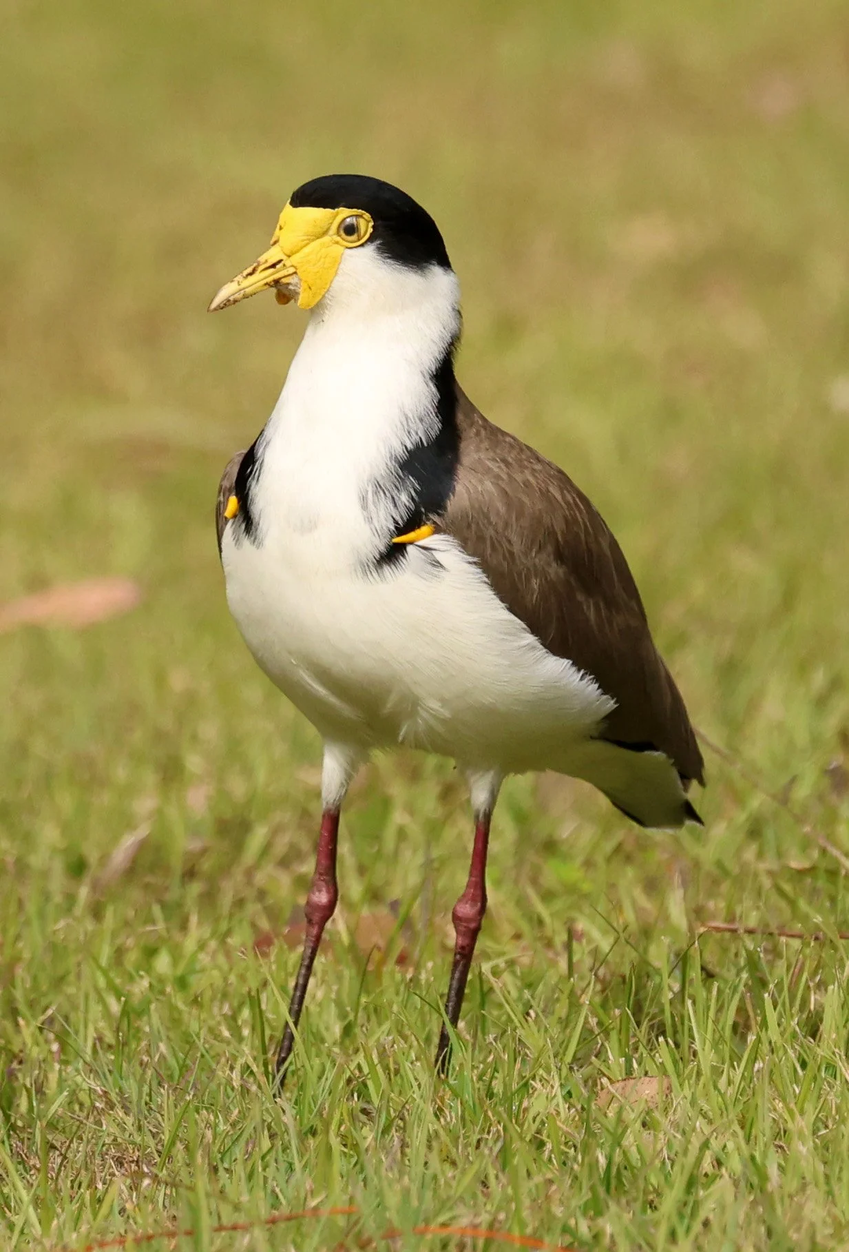 Masked Lapwing (Vanellus miles) Canungra near Lamington NP - Queensland (2).jpg