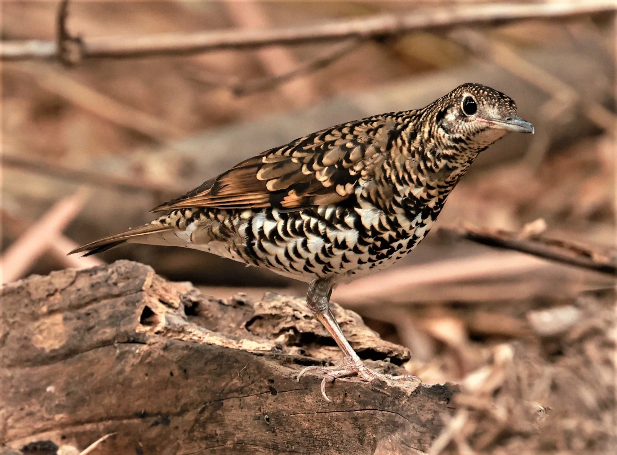 White's Thrush (Zoothera aurea) Putthamonthon Park Nakhon Pathom Thailand (48).jpg