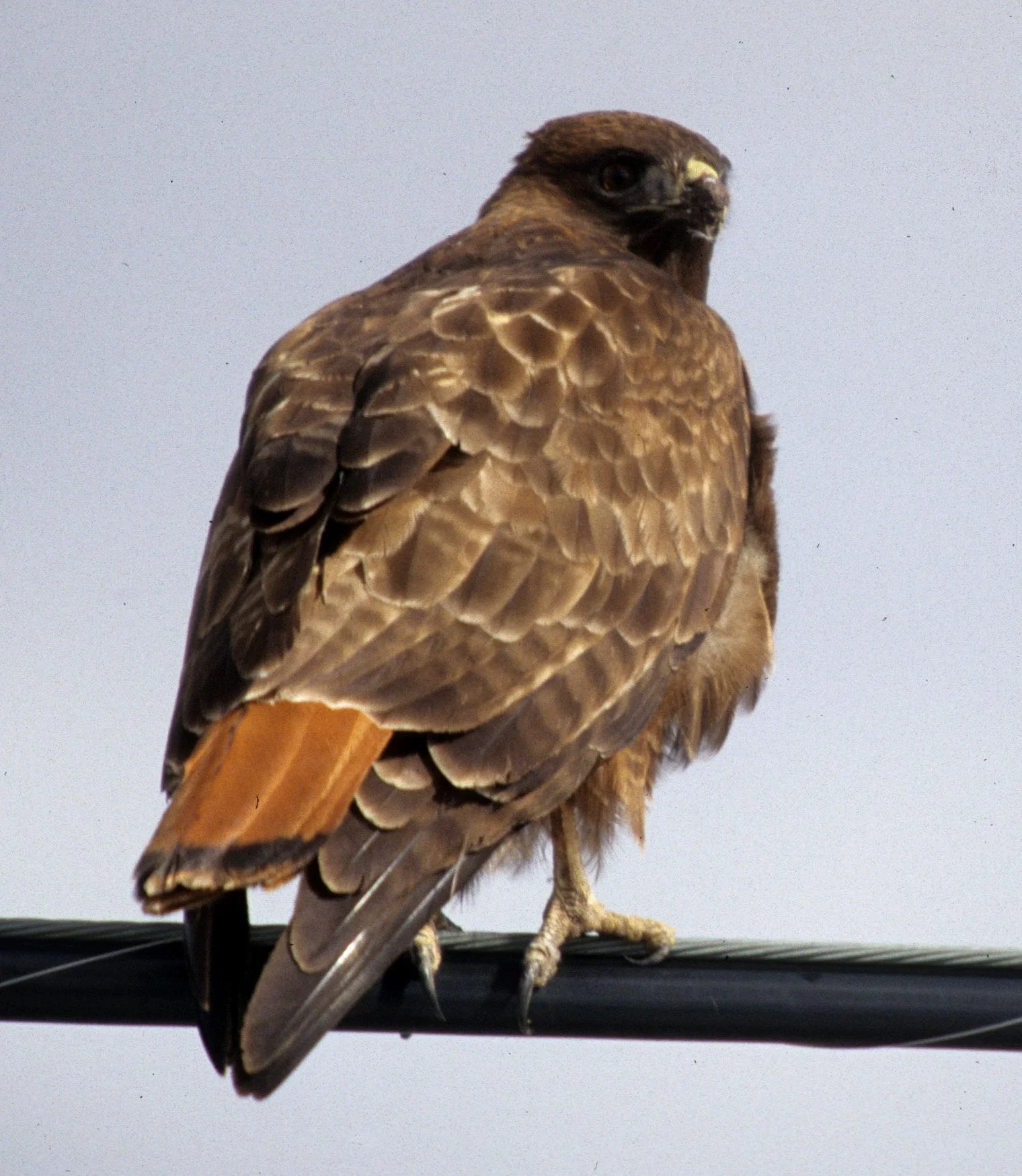 Buteo jamaicensis - RED-TAILED HAWK - KLAMMATH BASIN CALIFORNIA (2).jpg