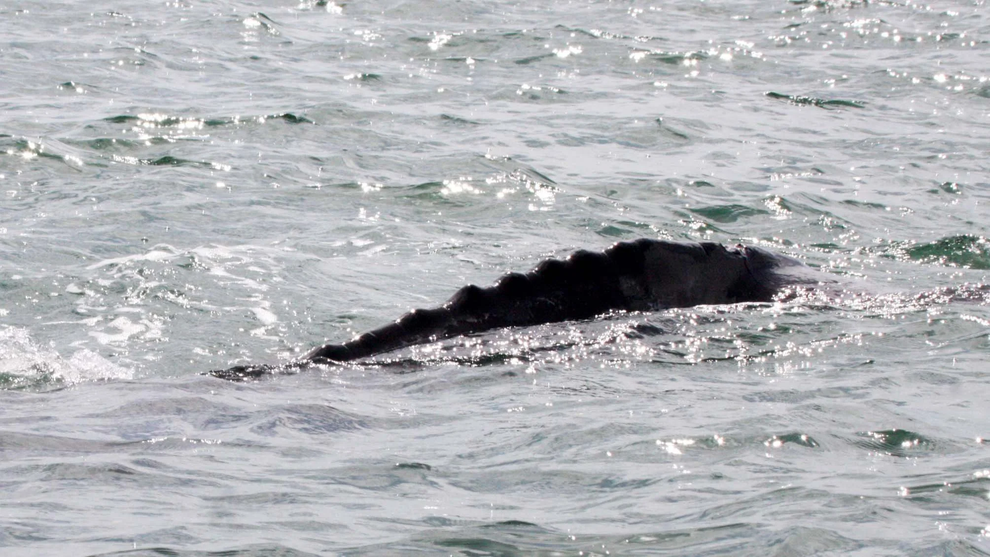 Eschrichtius robustus - GRAY WHALE - SAN IGNACIO LAGOON BAJA MEXICO (42).JPG