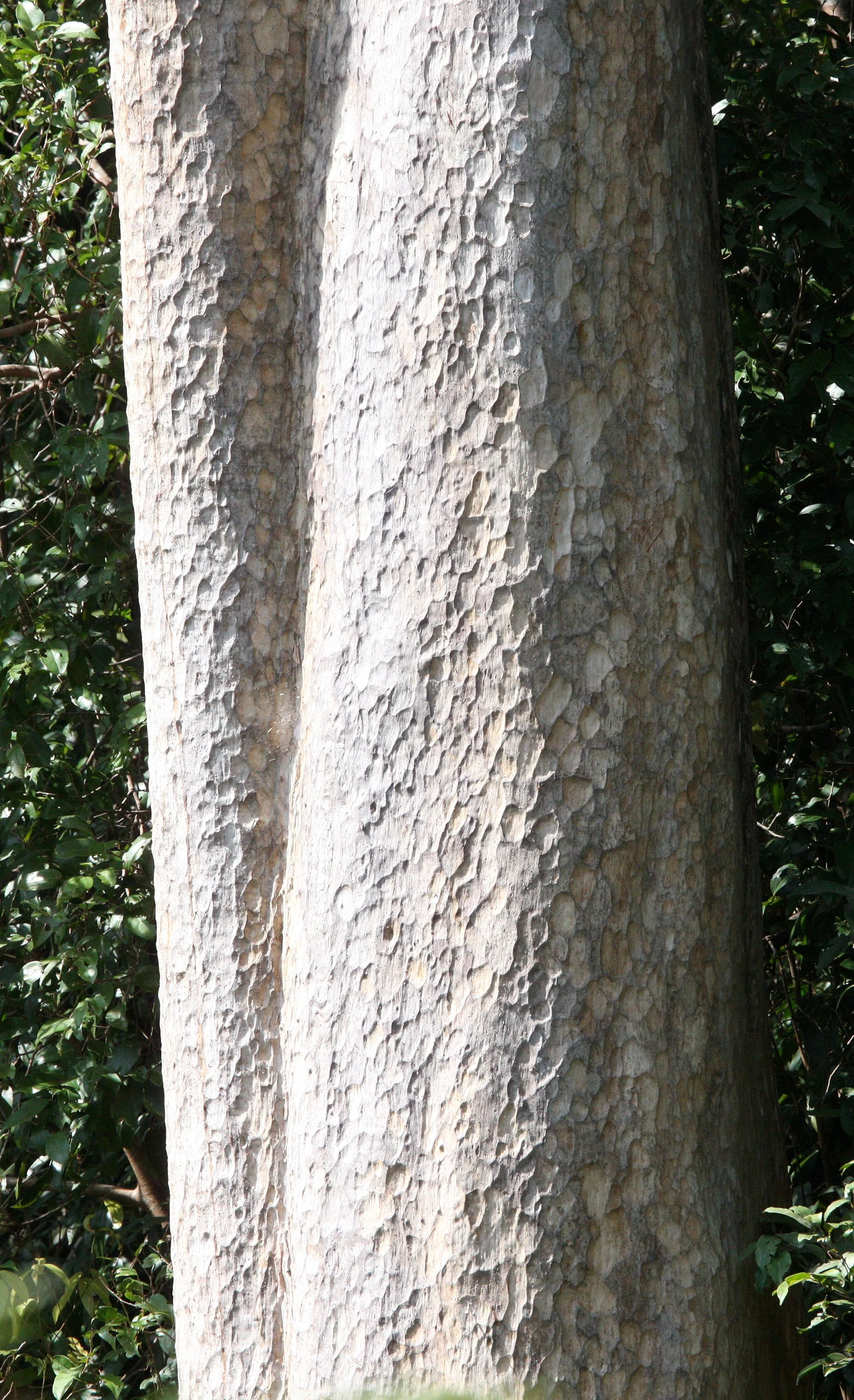 LANTA ISLAND - OUR PROPERTY - WINTER 2011 (1).JPG