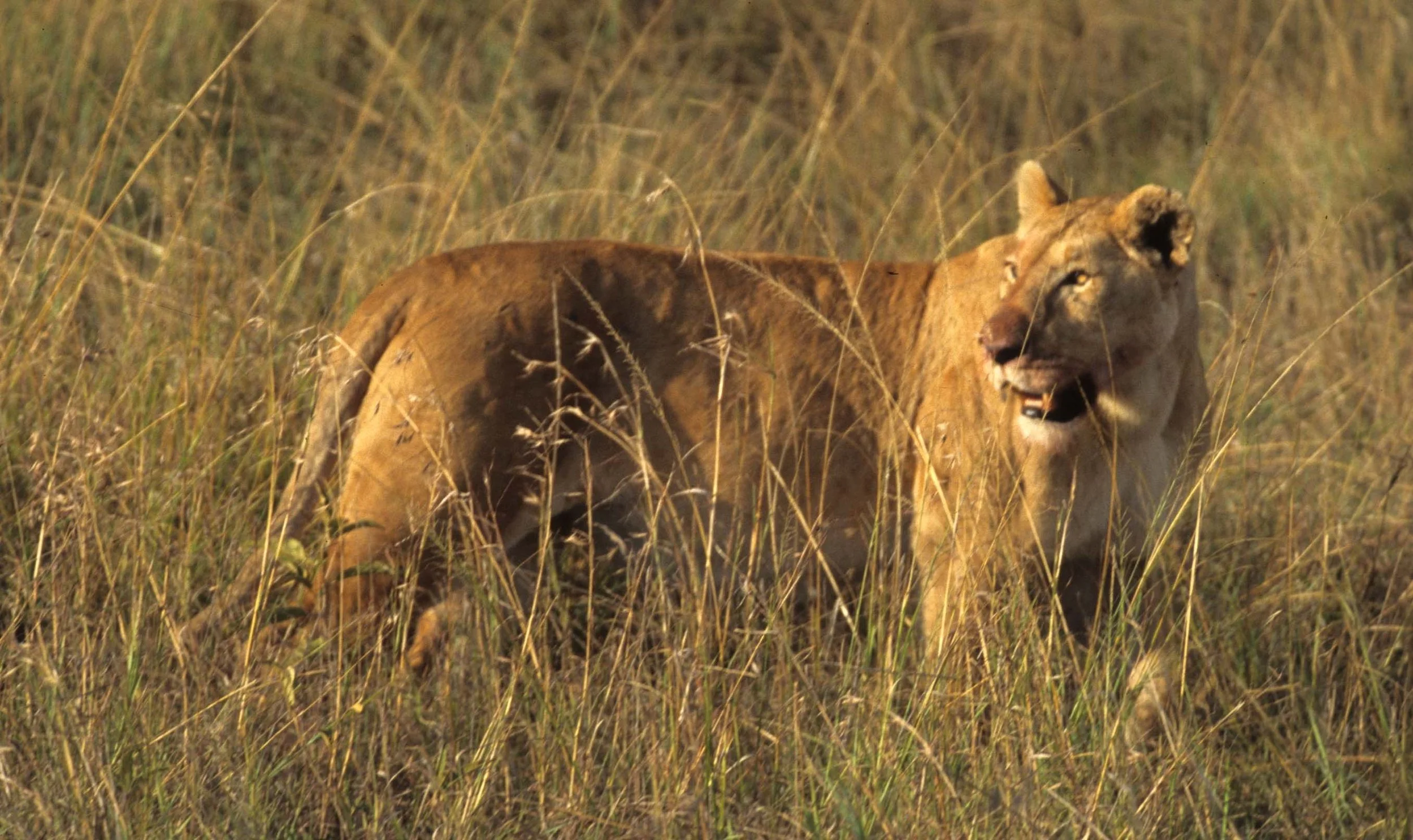 FELID - LION - SERENGETI (21).jpg