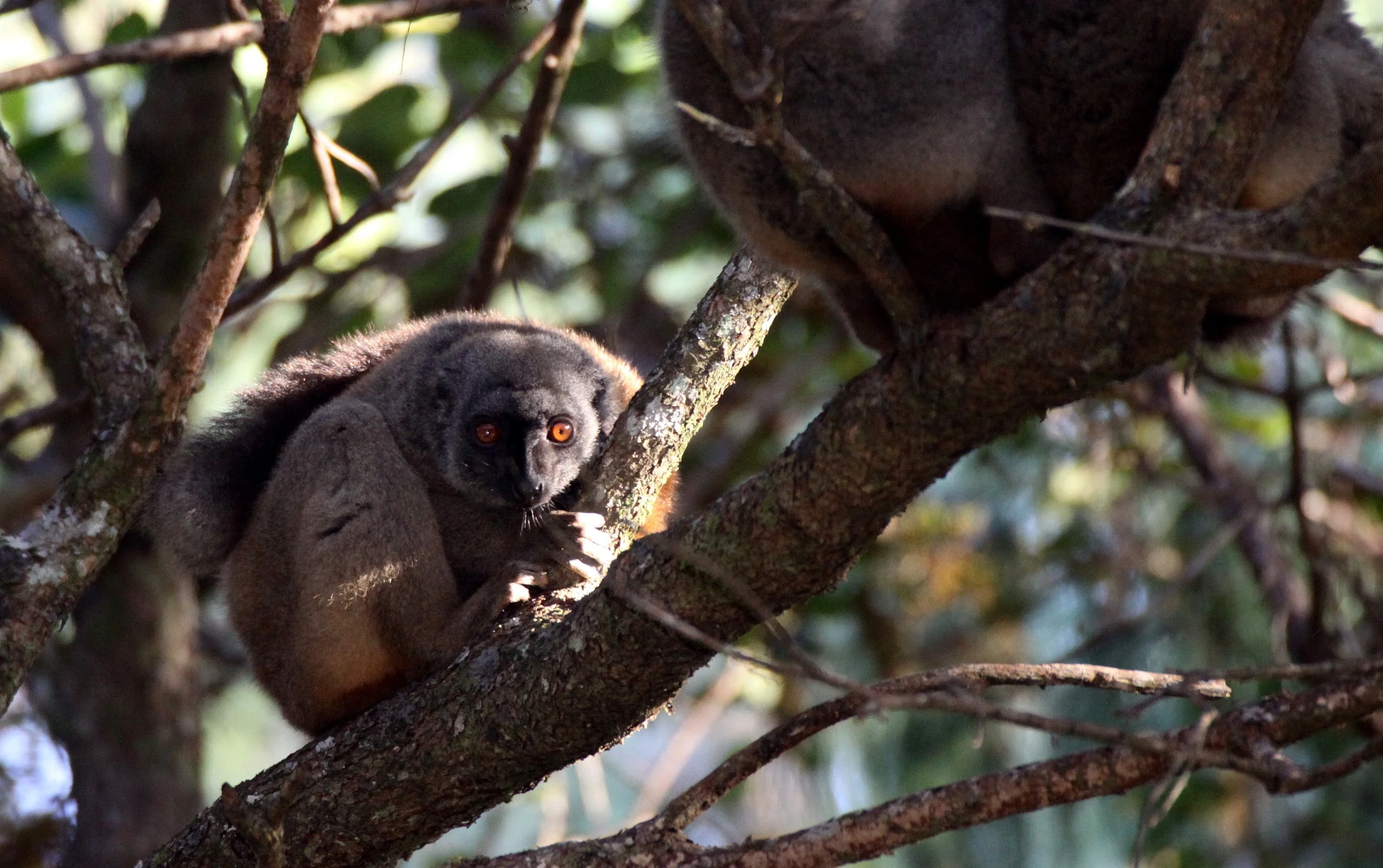 LEMURIDAE - Eulemur sanfordi - SANFORD'S BROWN LEMUR - MONTAGNE D'AMBRE NATIONAL PARK MADAGASCAR (8).JPG