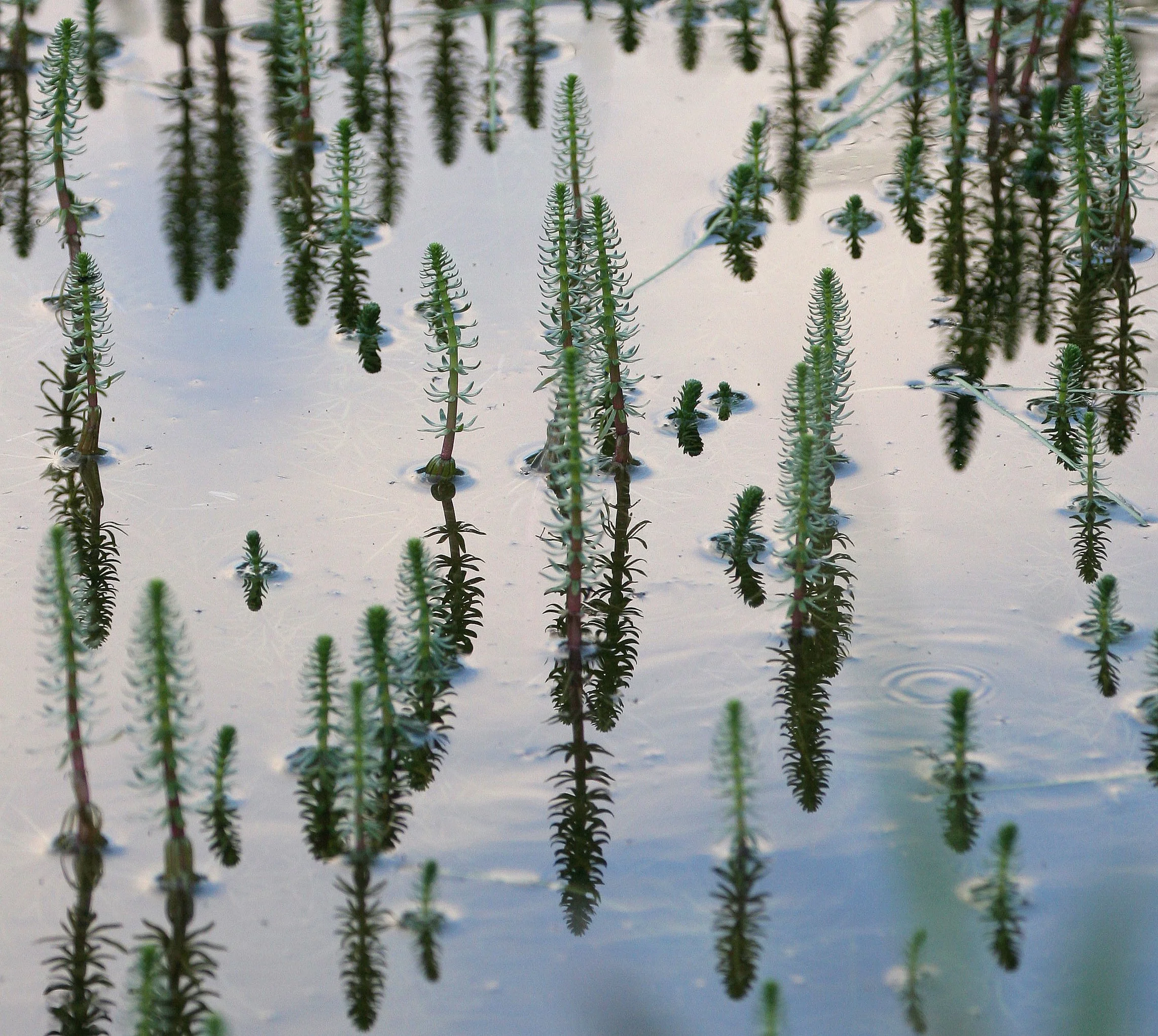 KURIL ISLANDS - FLORA  (97).jpg