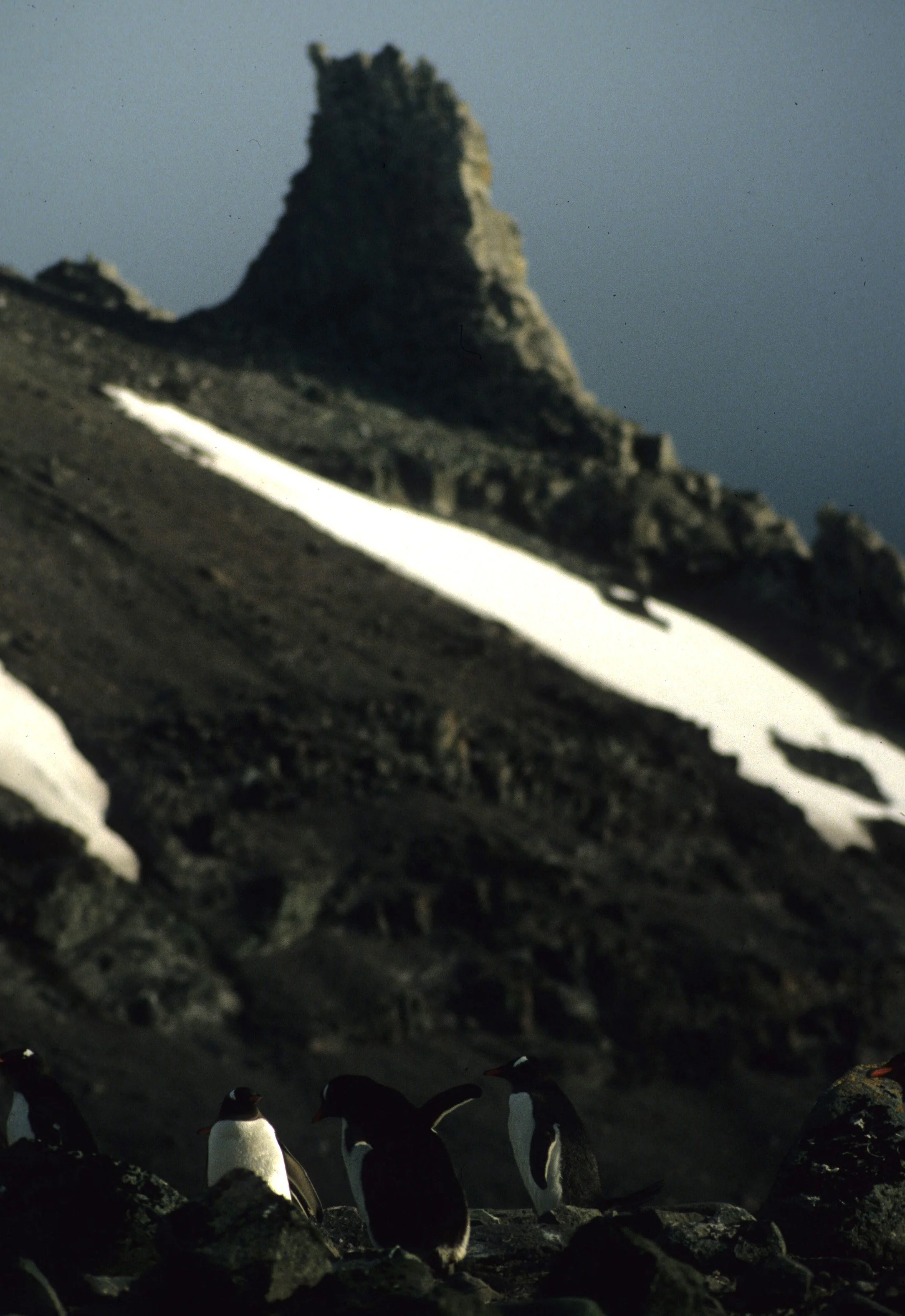 Gentoo Penguin (Pygoscelis papua) Antarctic Peninsula scanned slides 1996 (4).jpg
