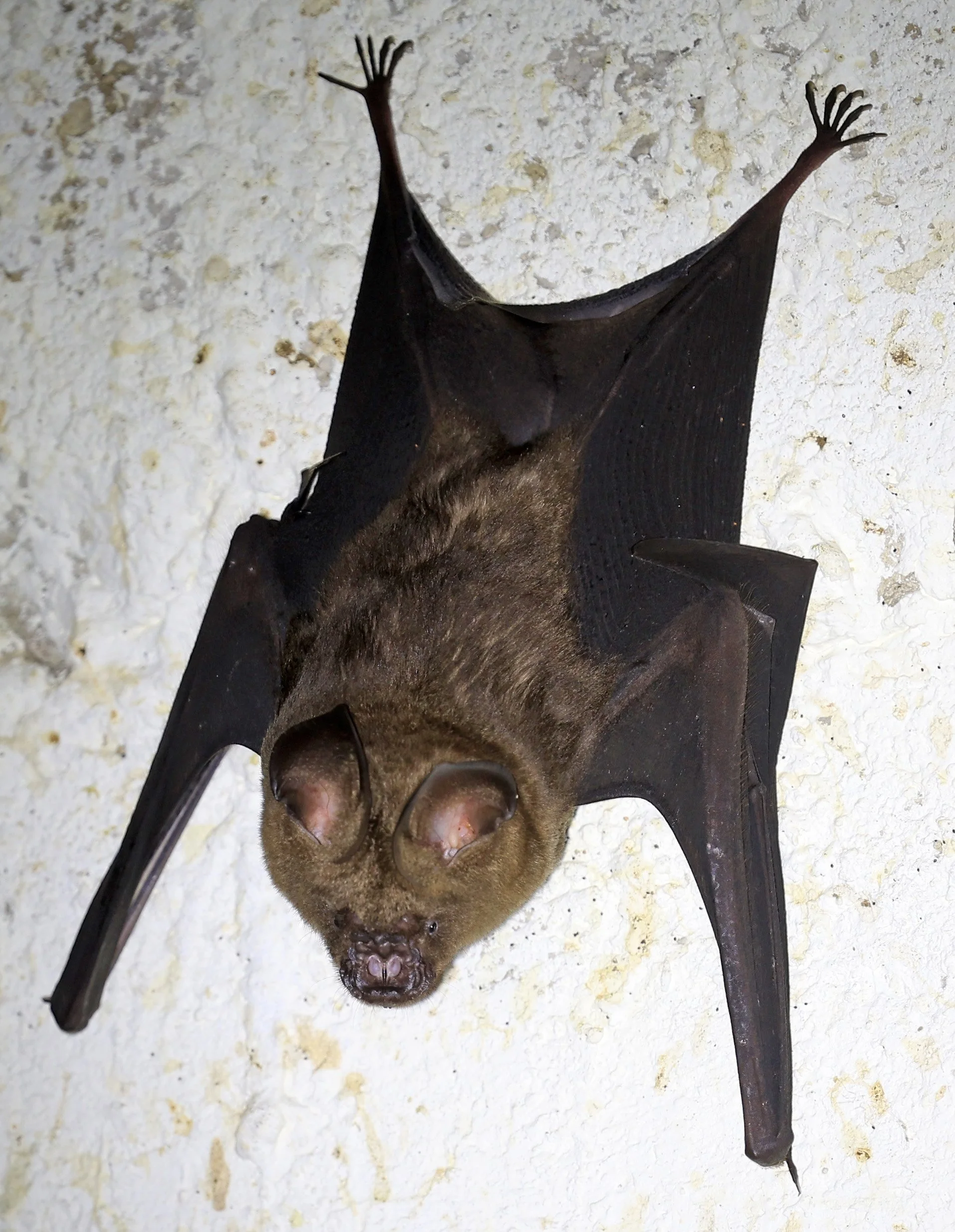 Great Himalayan Leaf-nosed Bat (Hipposideros armiger) Khao Yai National Park Feb 2026 Day 3  (4).jpg