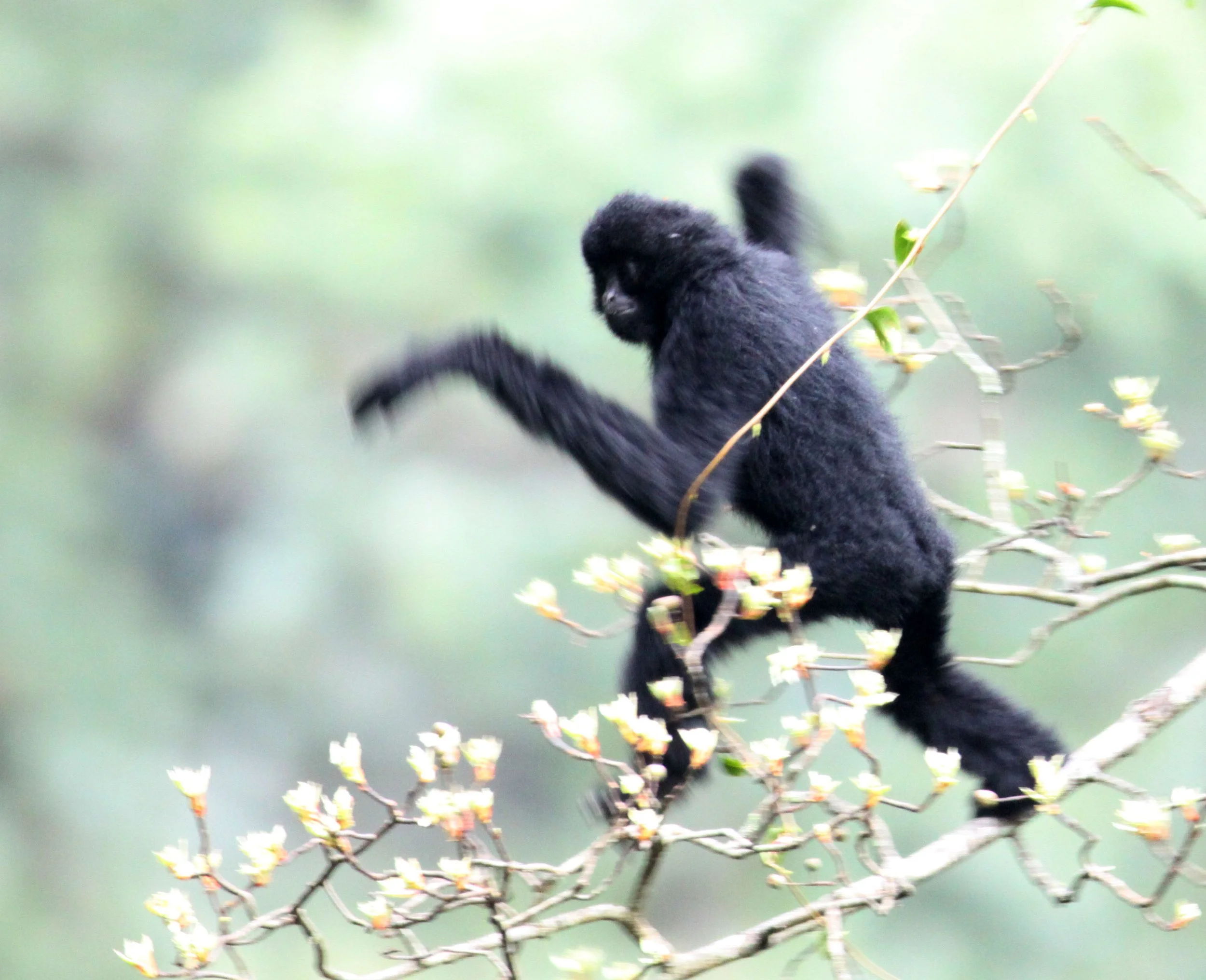 HYLOBATIDAE - Nomascus concolor - WESTERN BLACK-CRESTED GIBBON - WULIANGSHAN NATURE RESERVE YUNNAN CHINA (11).JPG