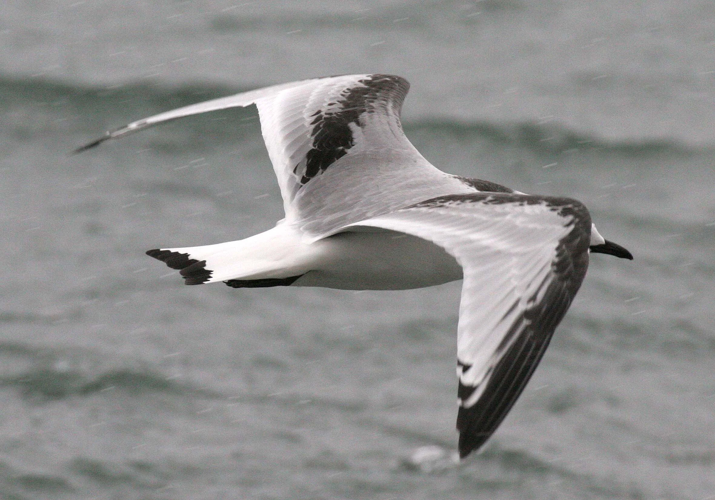 BIRD - KITTIWAKE - BLACK-LEGGED - SVALBARD (22).jpg