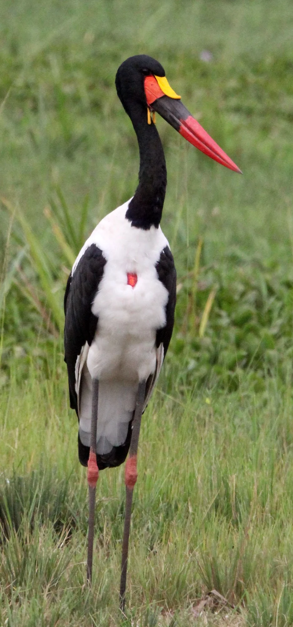 STORK - SADDLE-BILLED STORK - Ephippiorhynchus senegalensis - MURCHISON FALLS NATIONAL PARK UGANDA (7).JPG